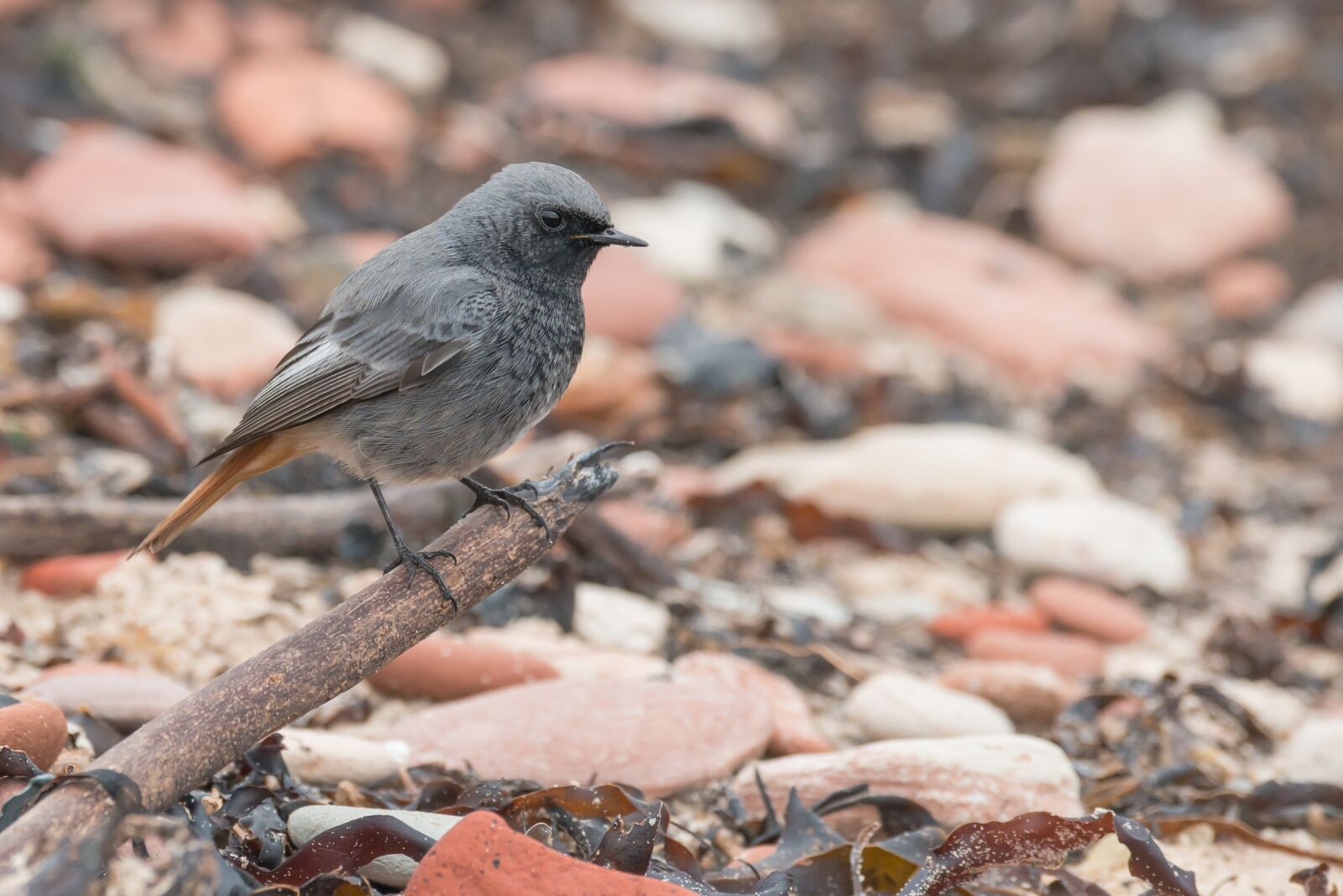 Nikon D800 sample photo. Black redstart, songbird, bird photography
