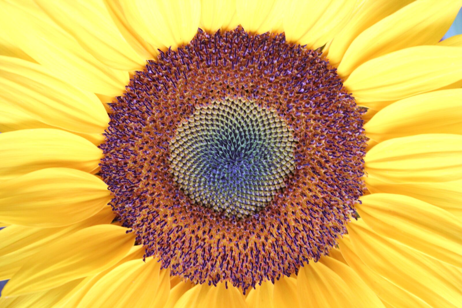 Canon EOS 550D (EOS Rebel T2i / EOS Kiss X4) sample photo. Sunflower, plant, yellow photography