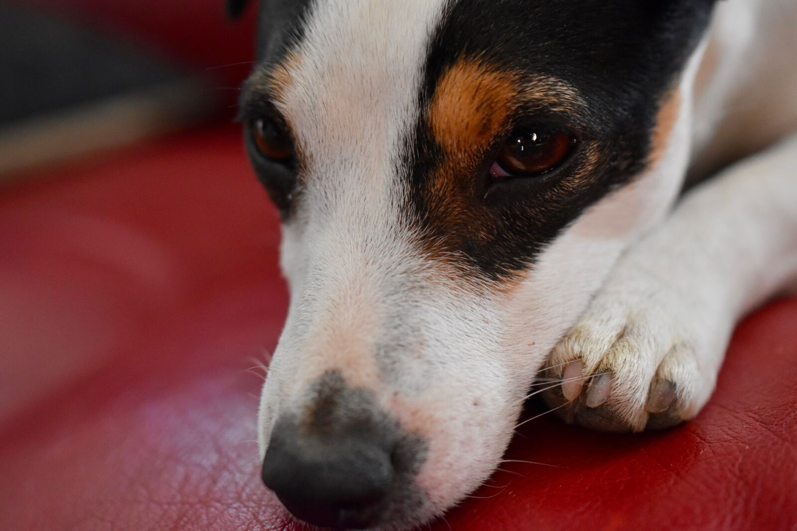 Nikon D5600 sample photo. Jack russel, dog, portrait photography