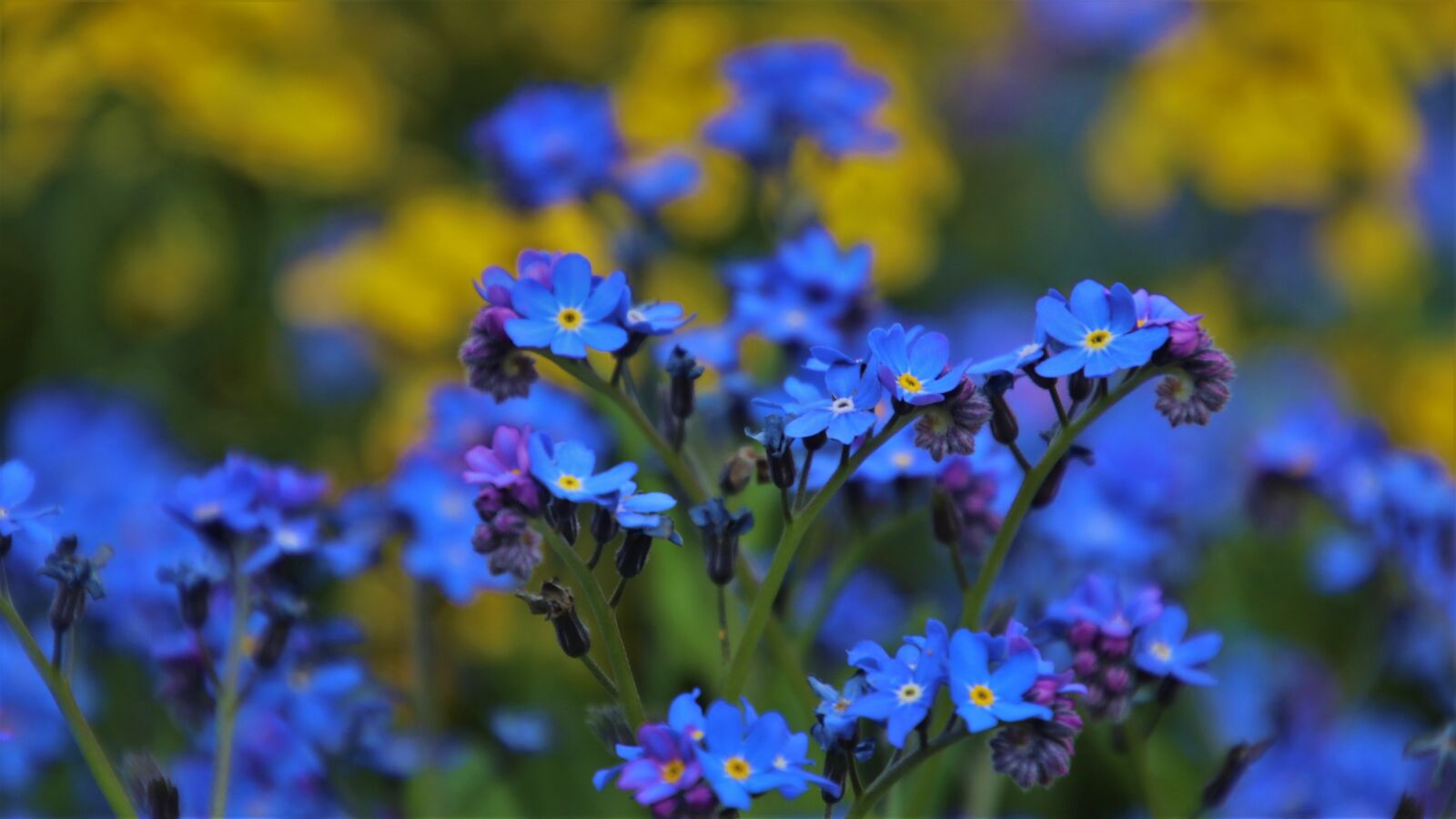 Canon EOS 80D sample photo. Blue, little flowers, may photography