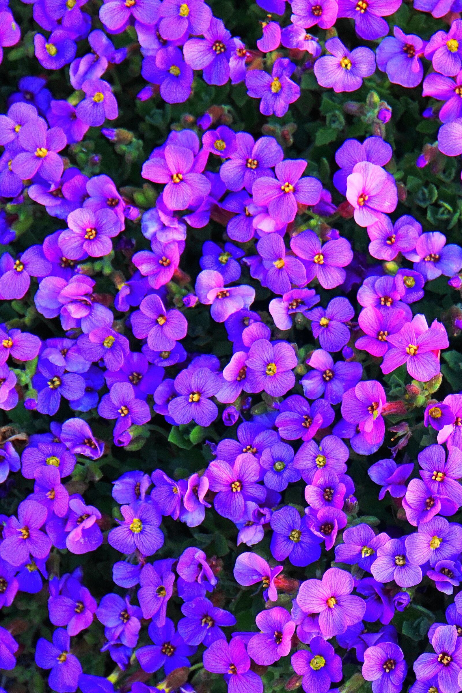 Sony E 18-200mm F3.5-6.3 OSS LE sample photo. Flowers, violet, embroidery photography