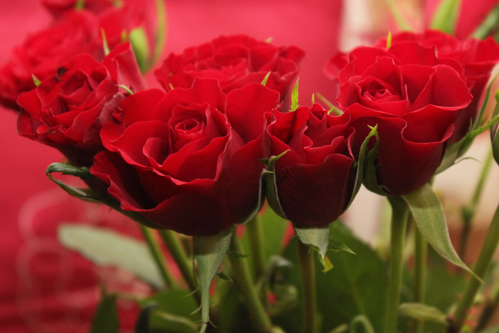 Canon EOS 550D (EOS Rebel T2i / EOS Kiss X4) sample photo. Red, roses, valentine, s photography