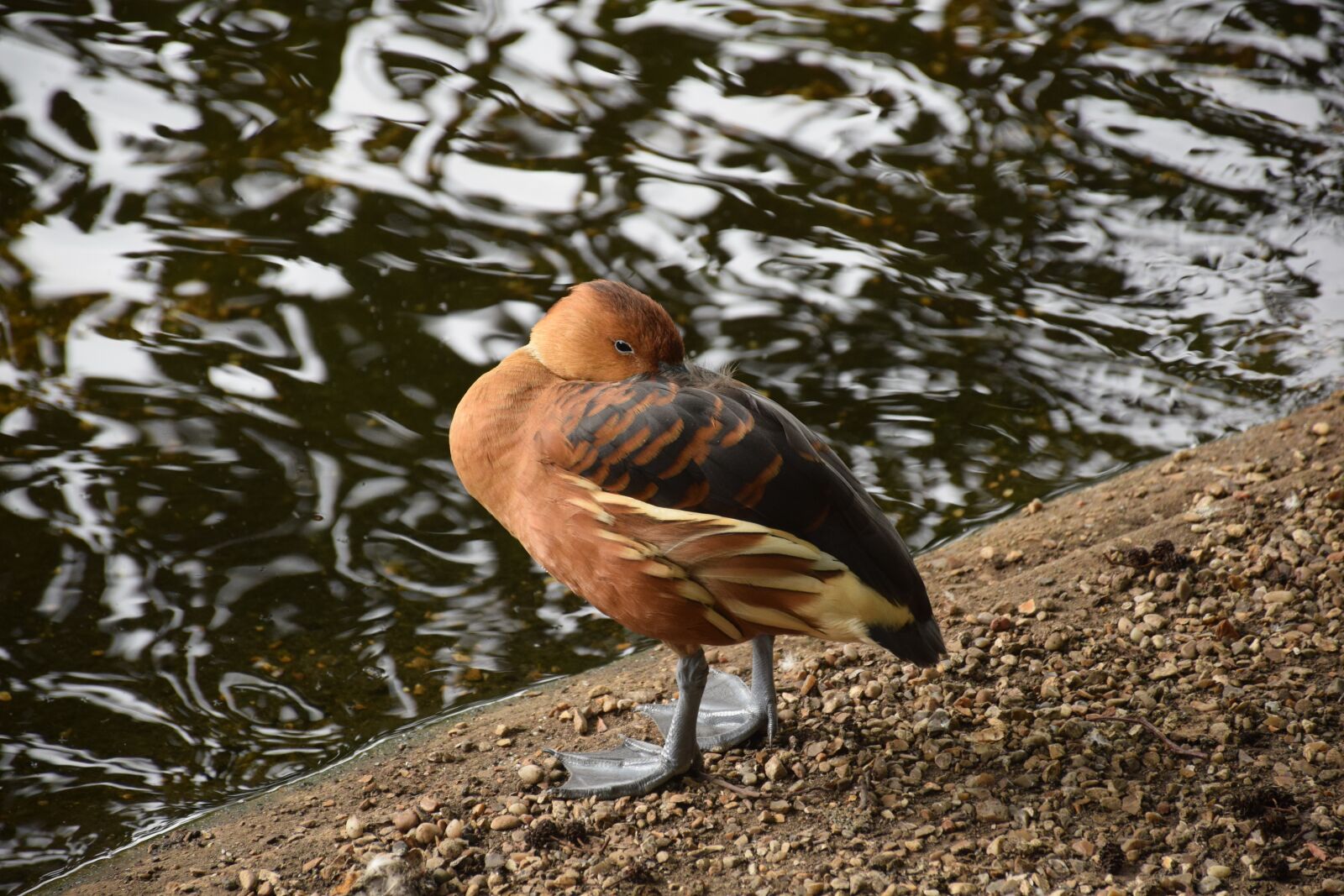 Nikon D3300 sample photo. Schneider f ty l photography