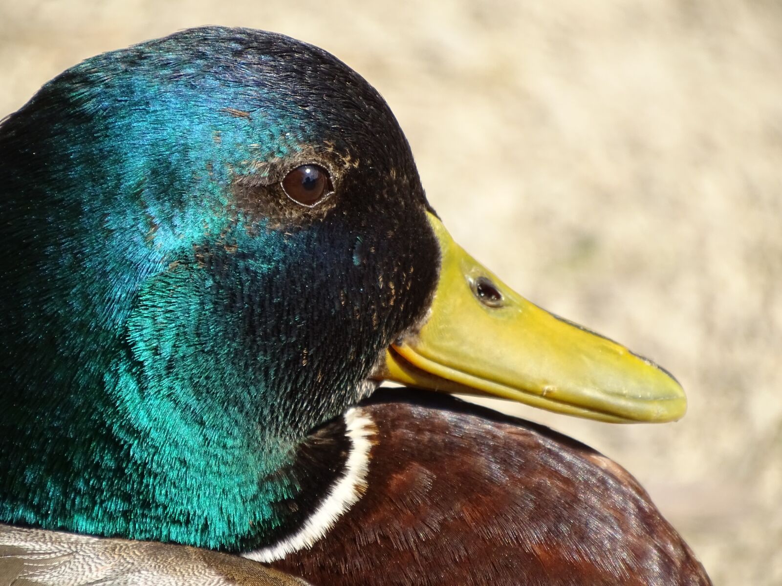 Sony Cyber-shot DSC-HX400V sample photo. Duck, drake, close up photography