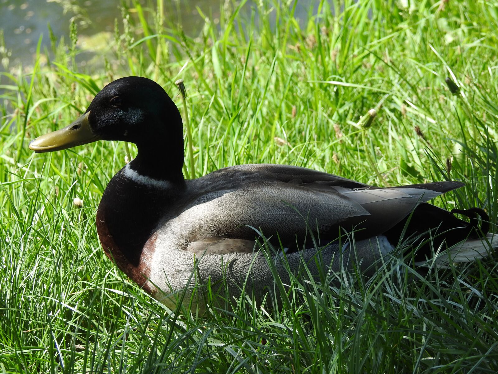 Nikon Coolpix P900 sample photo. Lawn, nature, birds photography