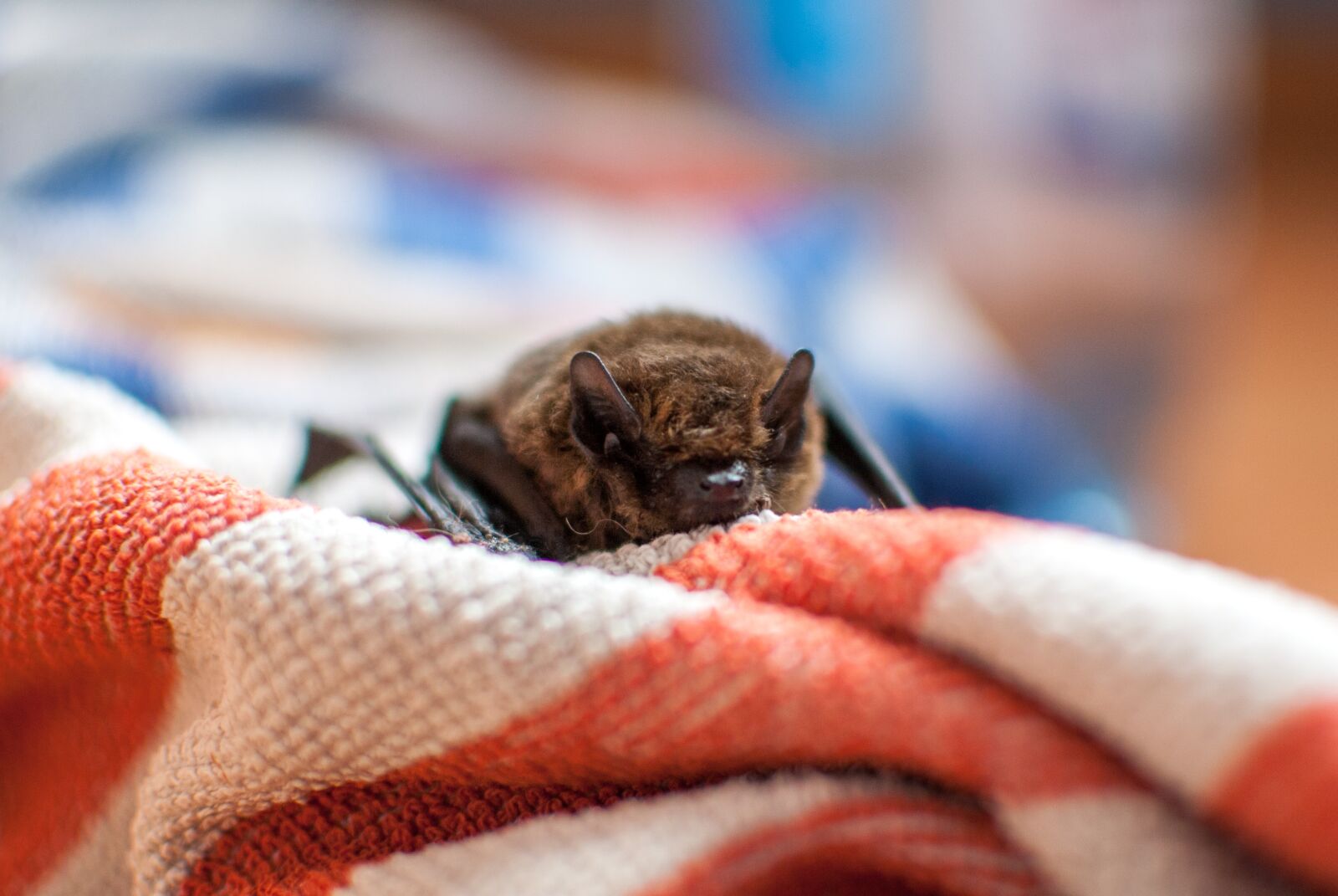 Nikon D60 sample photo. Bat, rodent, flying photography