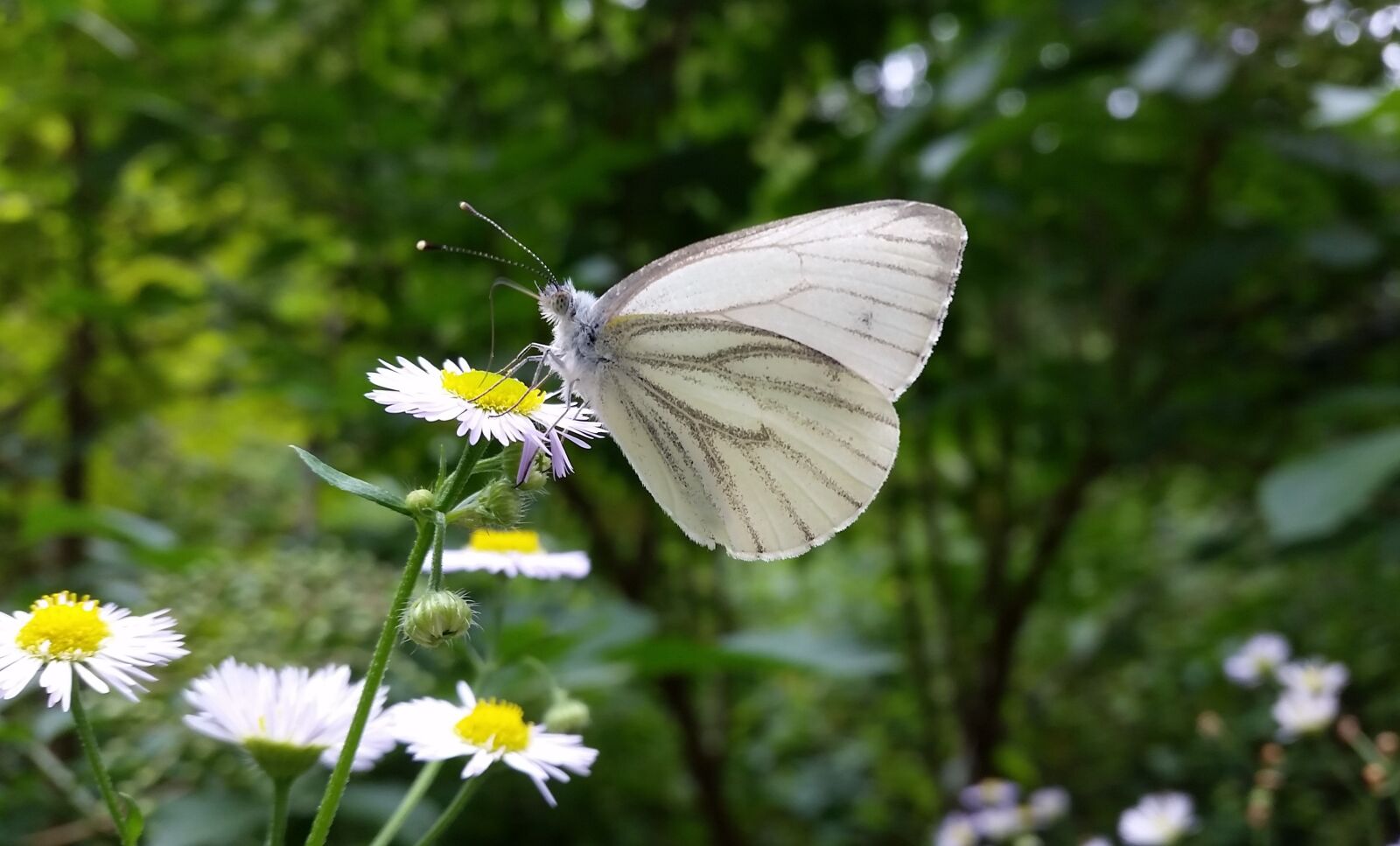 Samsung Galaxy S5 sample photo. White, butterfly, nature photography