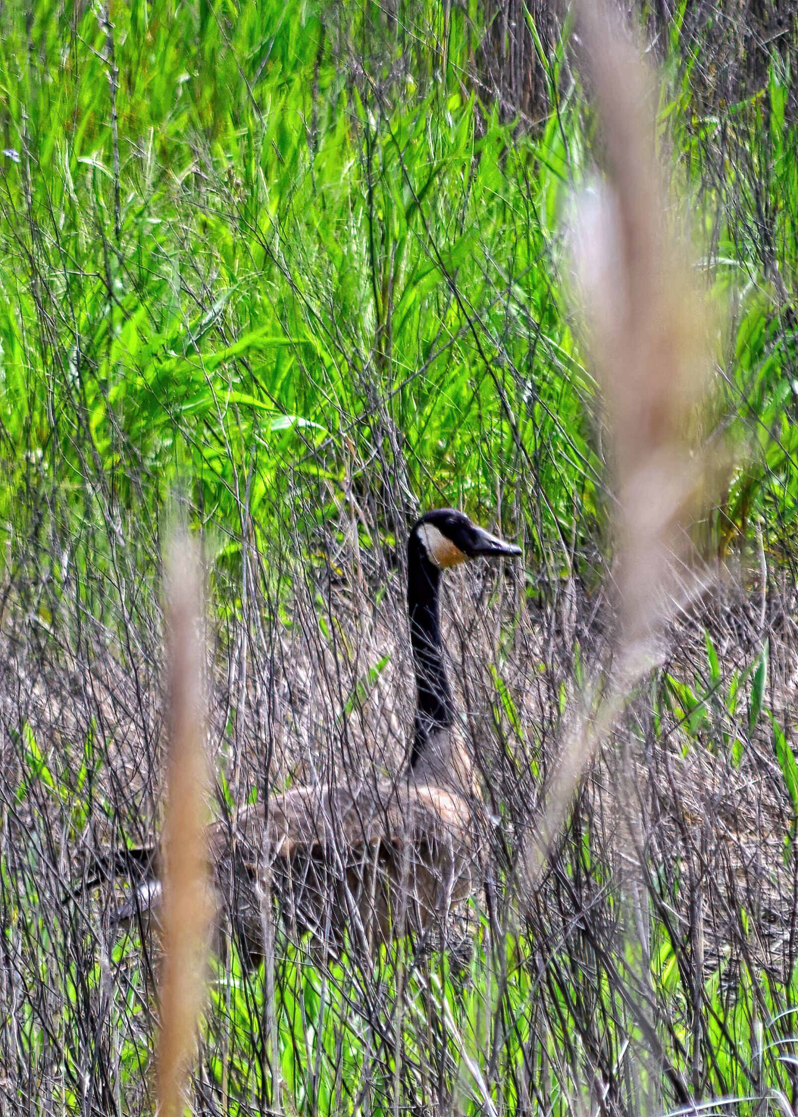 Nikon D3300 sample photo. Canadian, goose, swamp photography