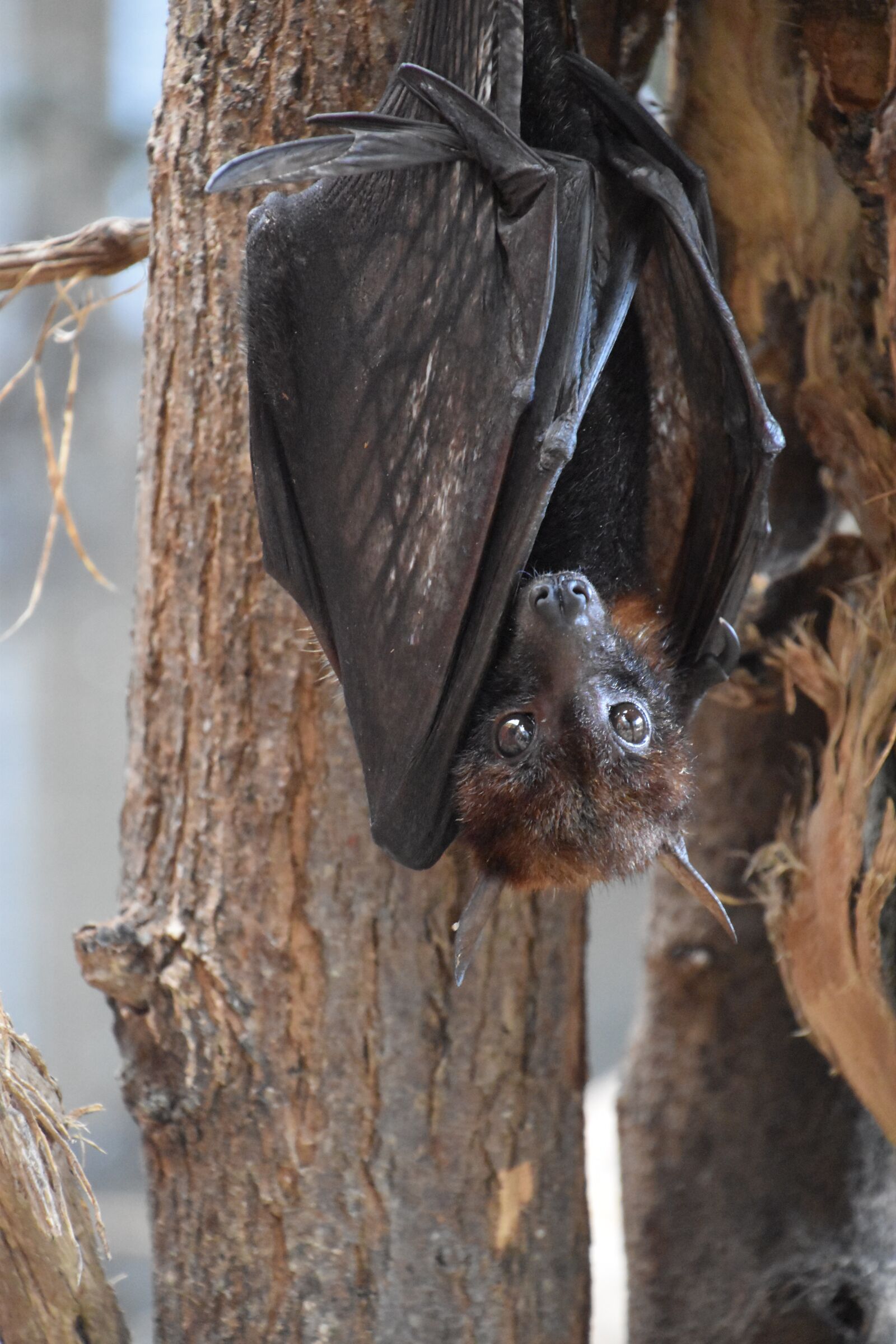 Nikon D5600 sample photo. Bat, nature, animal photography