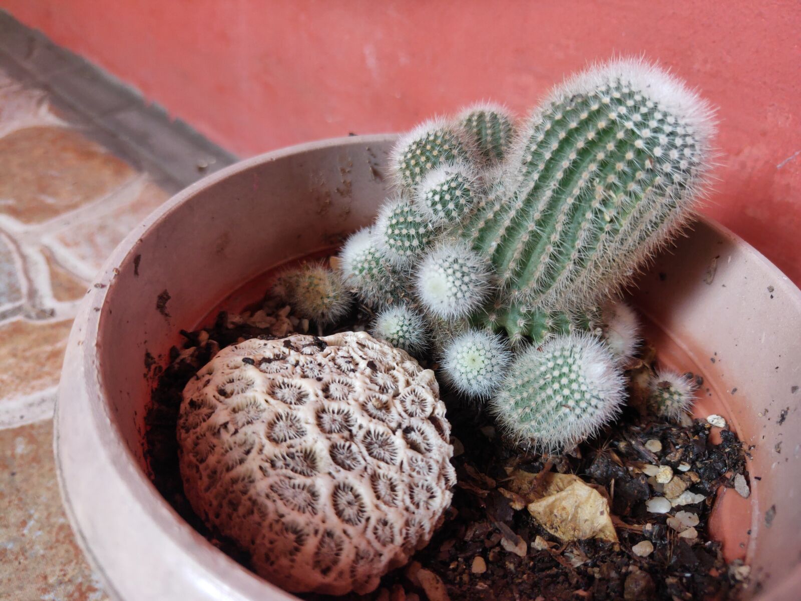 Realme 3 PRO sample photo. Cactus, plant, green photography