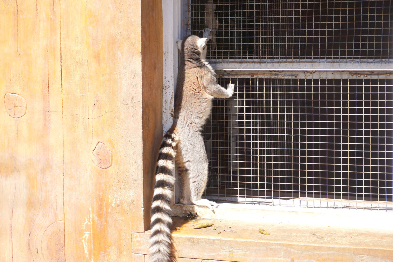 Sony E 16-50mm F3.5-5.6 PZ OSS sample photo. Animal, zoo photography