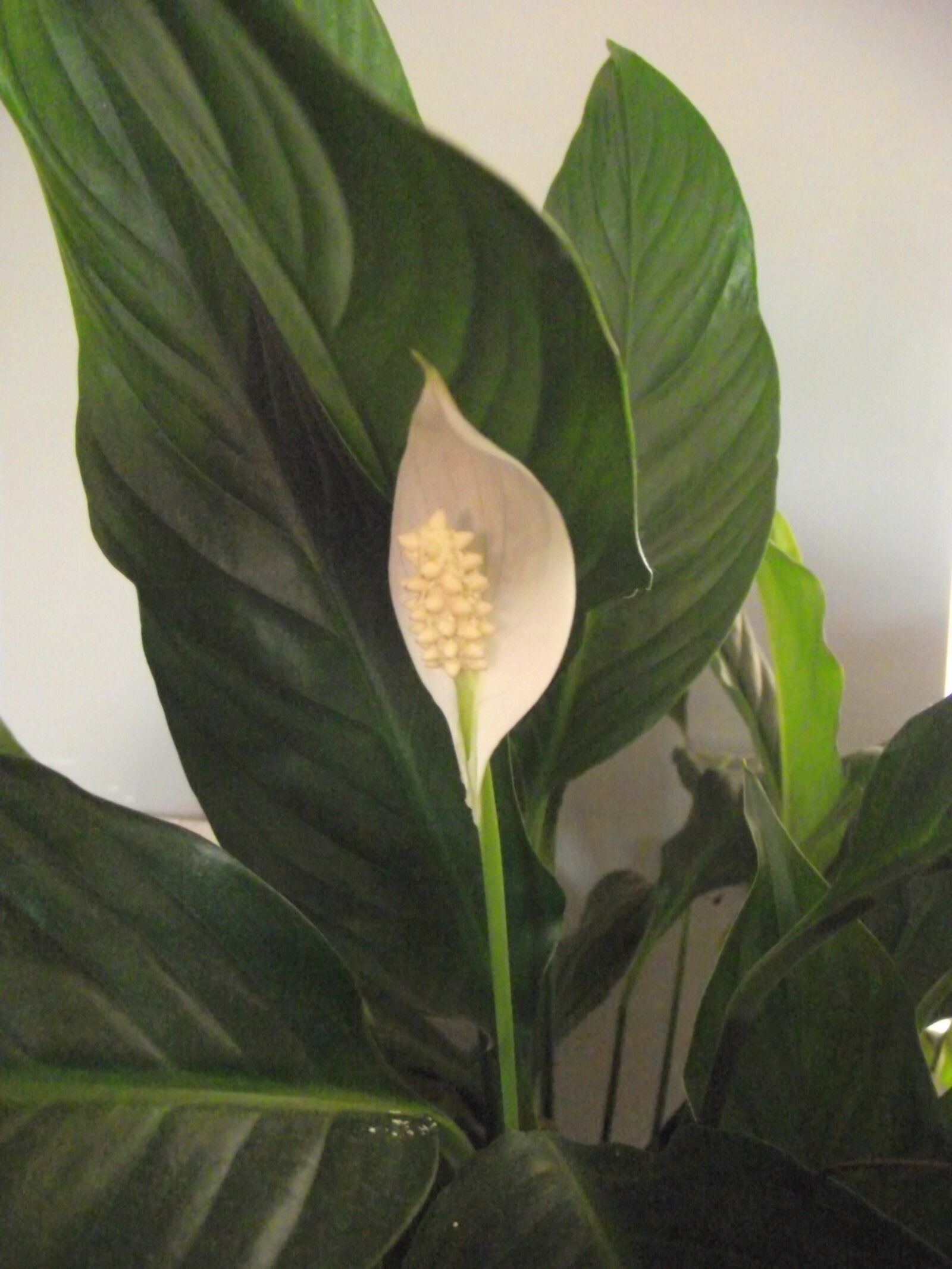 FujiFilm FinePix S1800 (FinePix S1880) sample photo. Green leaves, peace lily photography
