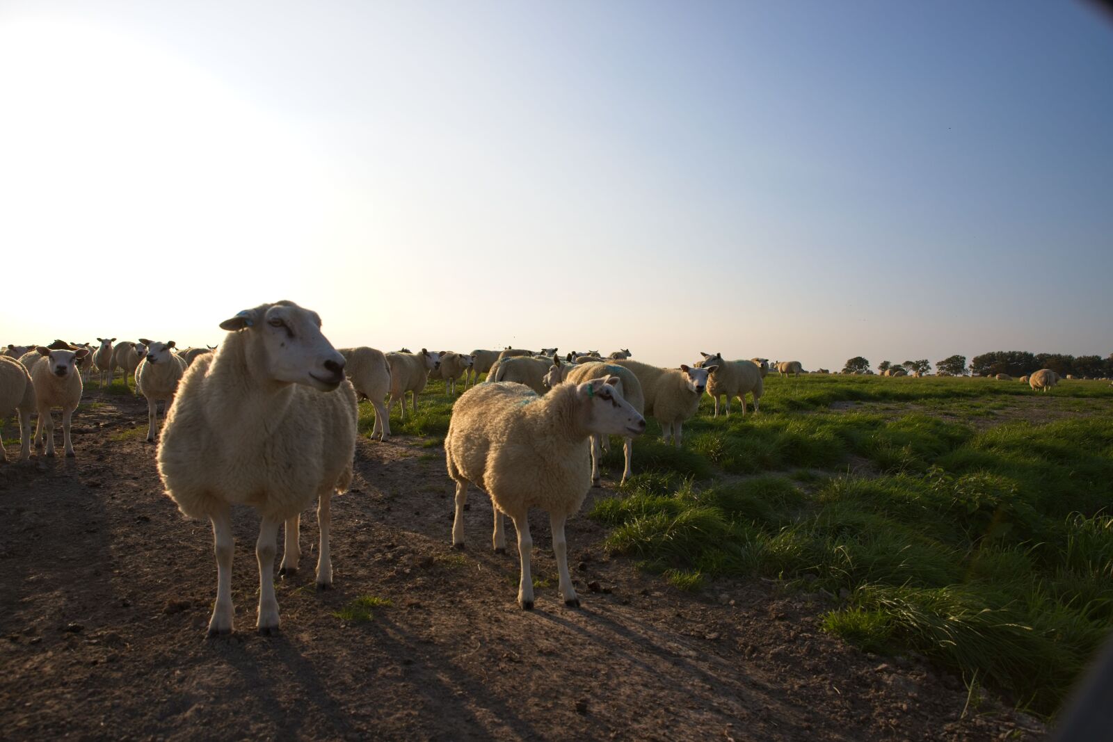 Canon EOS 6D Mark II sample photo. Sheep, wool, against light photography