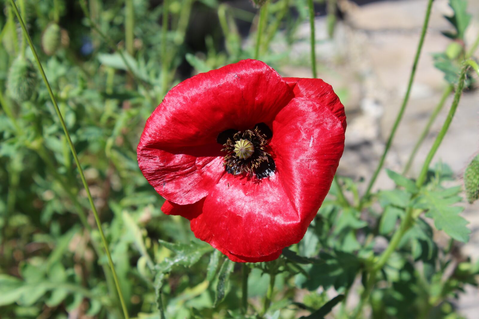 Canon EOS 1200D (EOS Rebel T5 / EOS Kiss X70 / EOS Hi) sample photo. Poppy, flower, garden photography