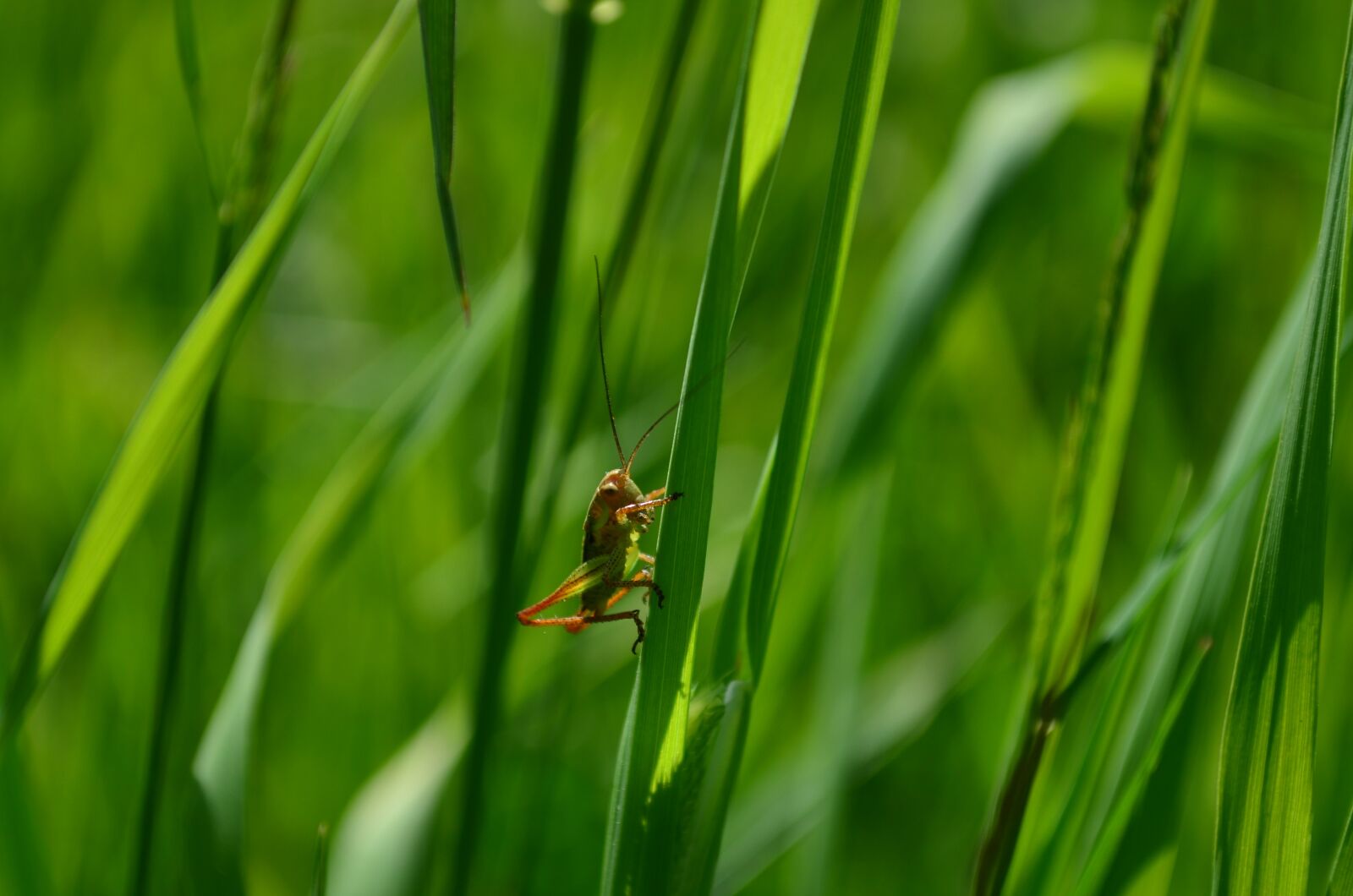 Nikon D5100 sample photo. Insect, green, bug photography