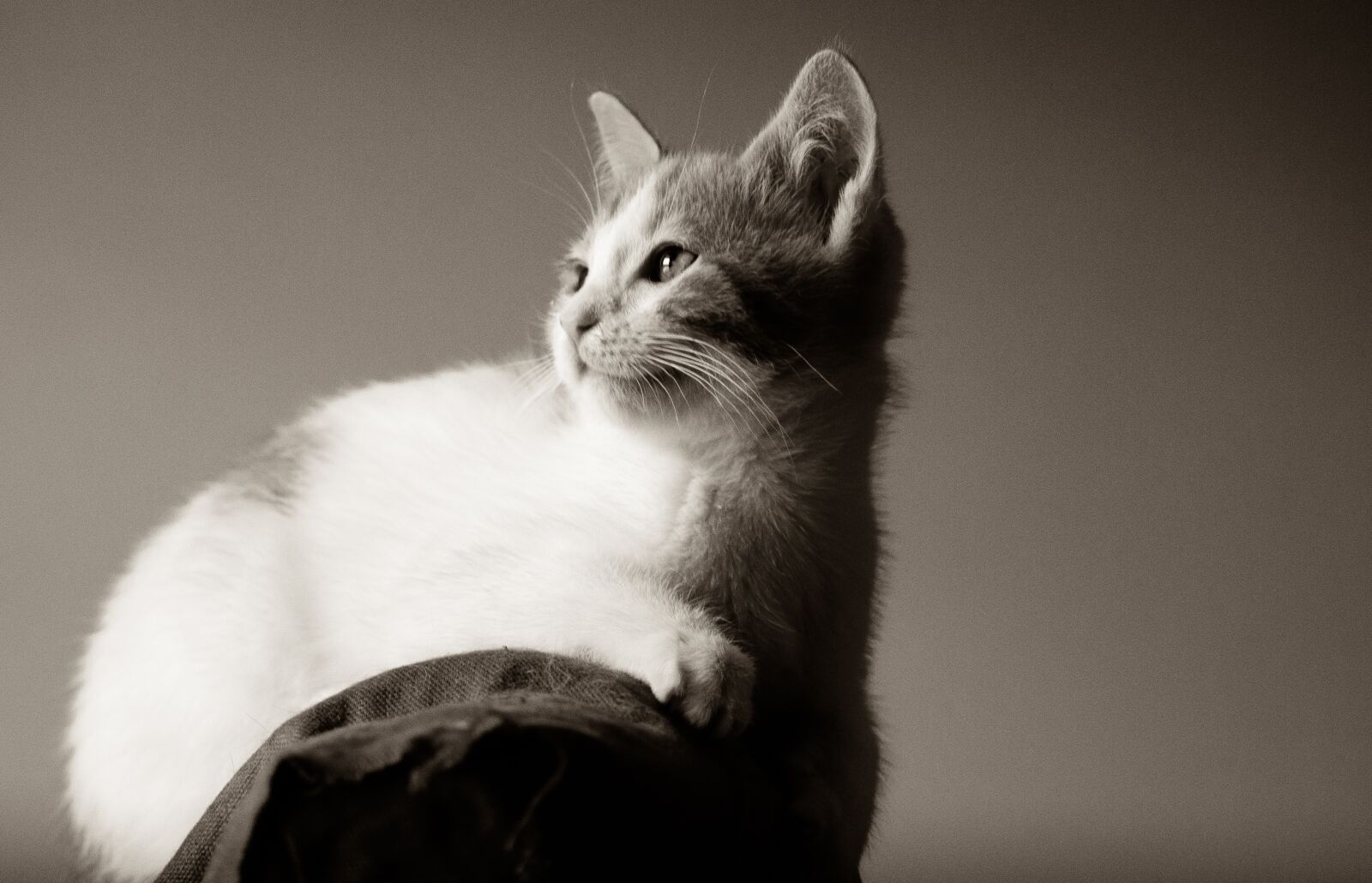 Nikon D7000 sample photo. Kitten, cat, pet photography
