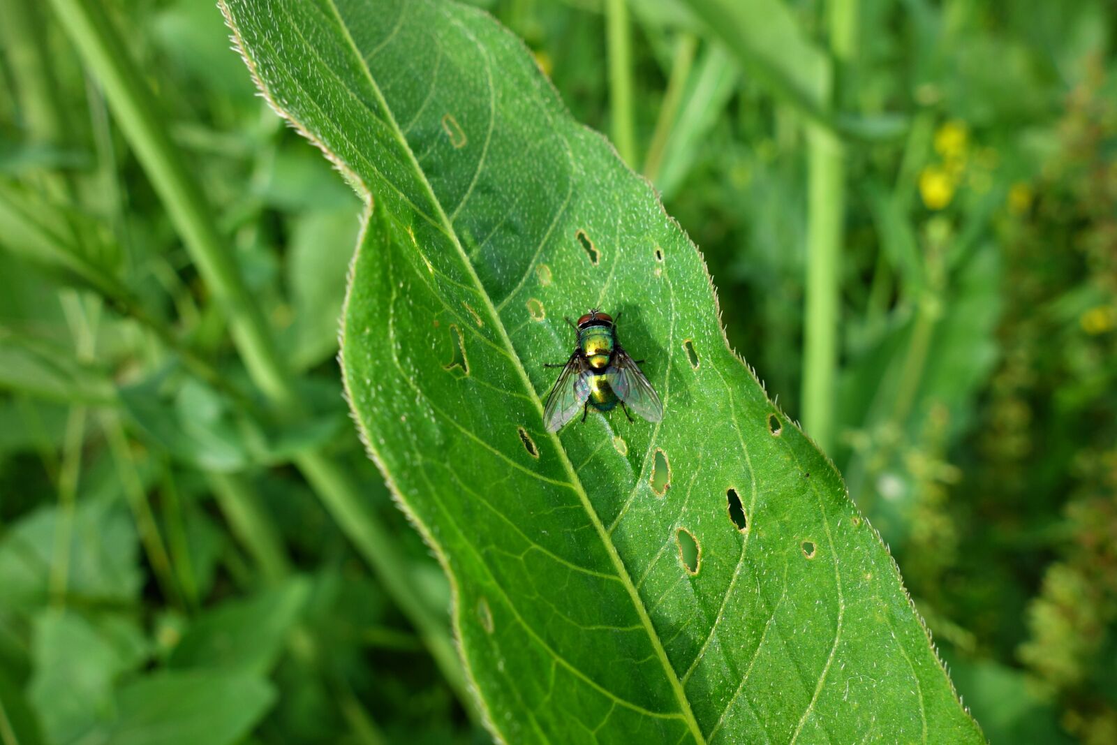 Sony Cyber-shot DSC-RX100 sample photo. Fly, insect, diptera photography