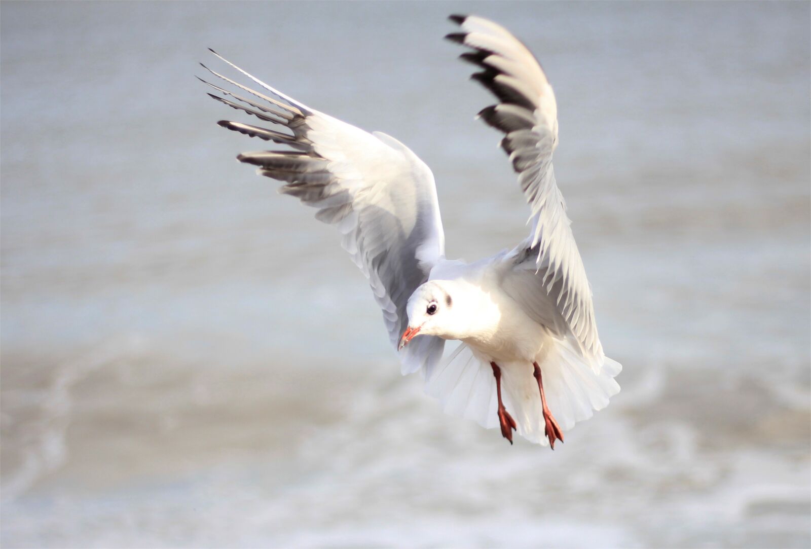 Canon EOS 550D (EOS Rebel T2i / EOS Kiss X4) sample photo. Bird, sea, feather photography