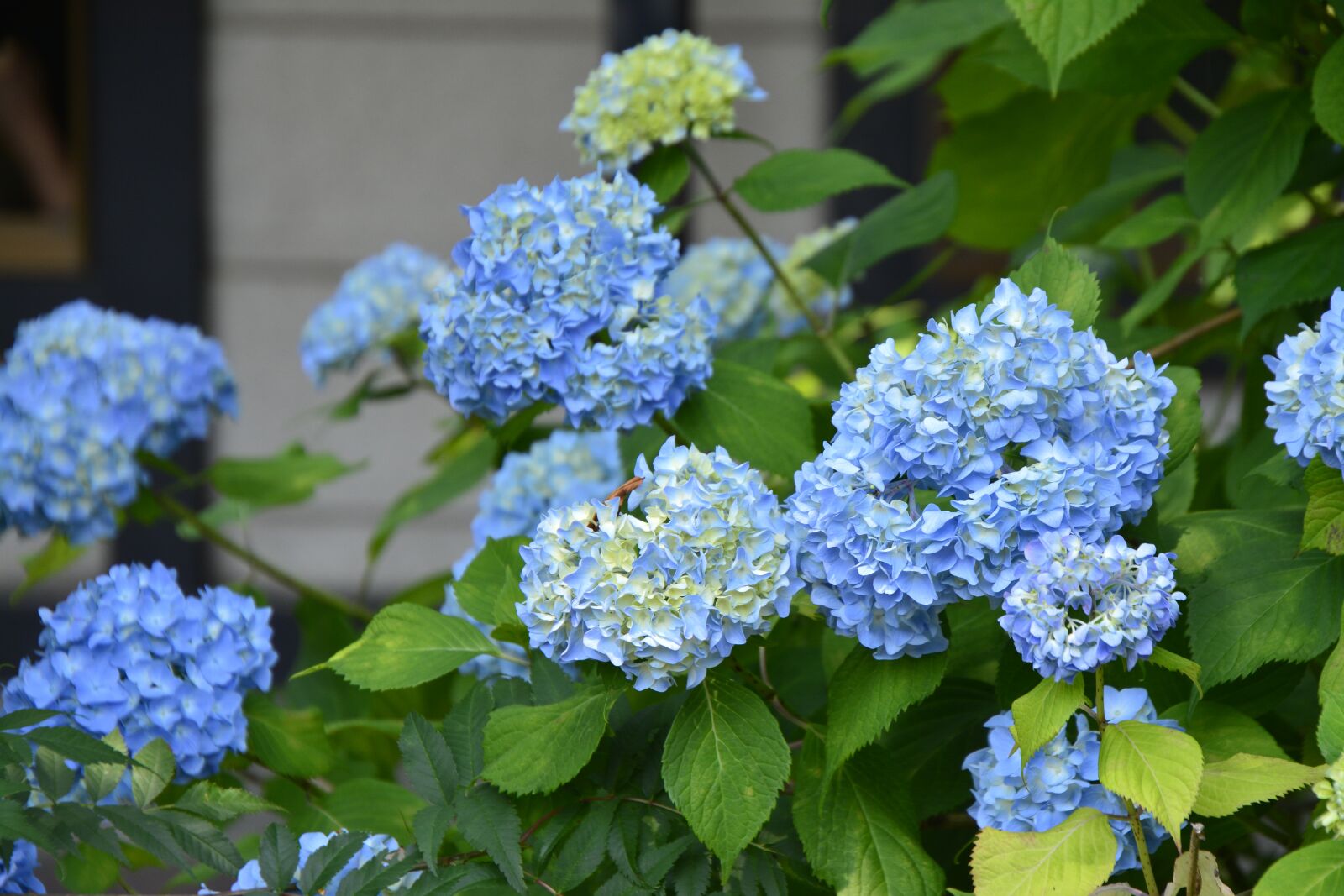 Nikon D5200 sample photo. Flower, hydrangea, blue photography