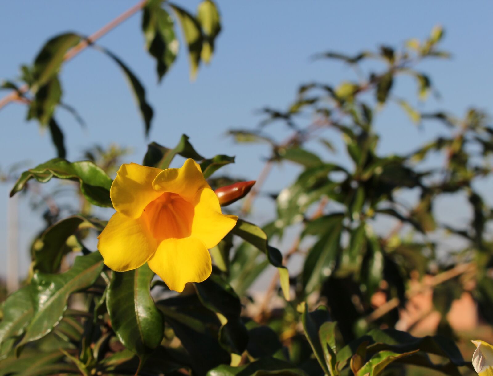 Canon EOS 1200D (EOS Rebel T5 / EOS Kiss X70 / EOS Hi) sample photo. Garden, yellow flower, sky photography