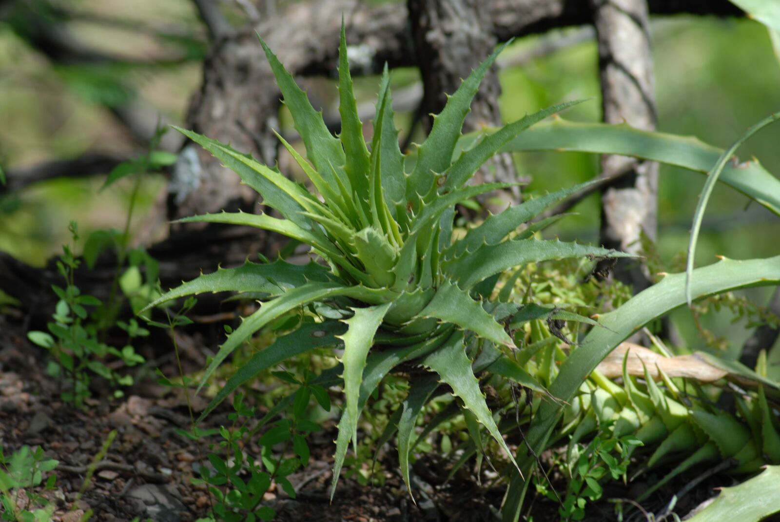 Nikon D200 sample photo. Plant, nature, garden photography