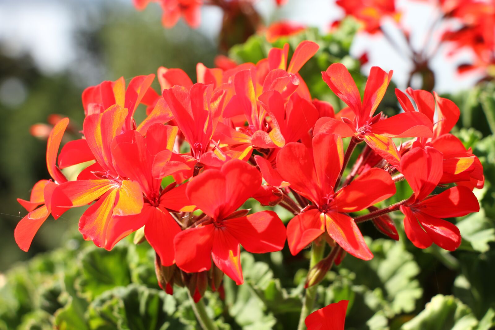 Canon EOS 7D + Canon EF-S 18-135mm F3.5-5.6 IS STM sample photo. Red, flower, geranium photography