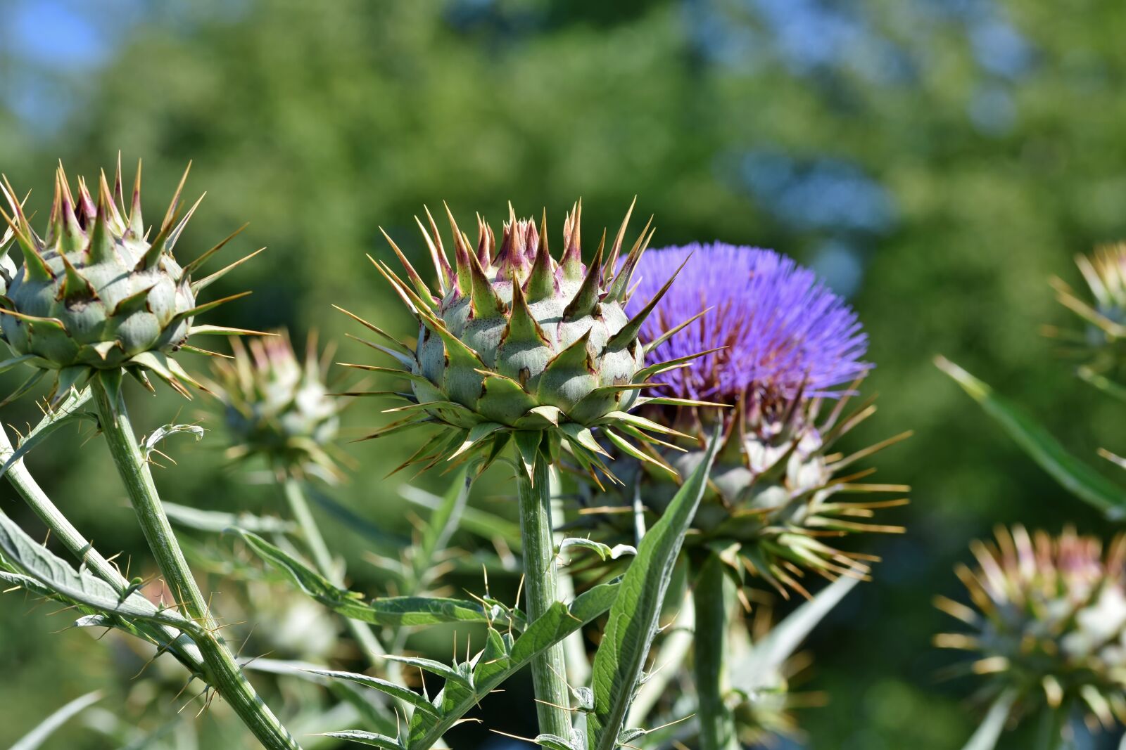 Nikon D7200 sample photo. Artichoke, vegetables, flower vegetables photography