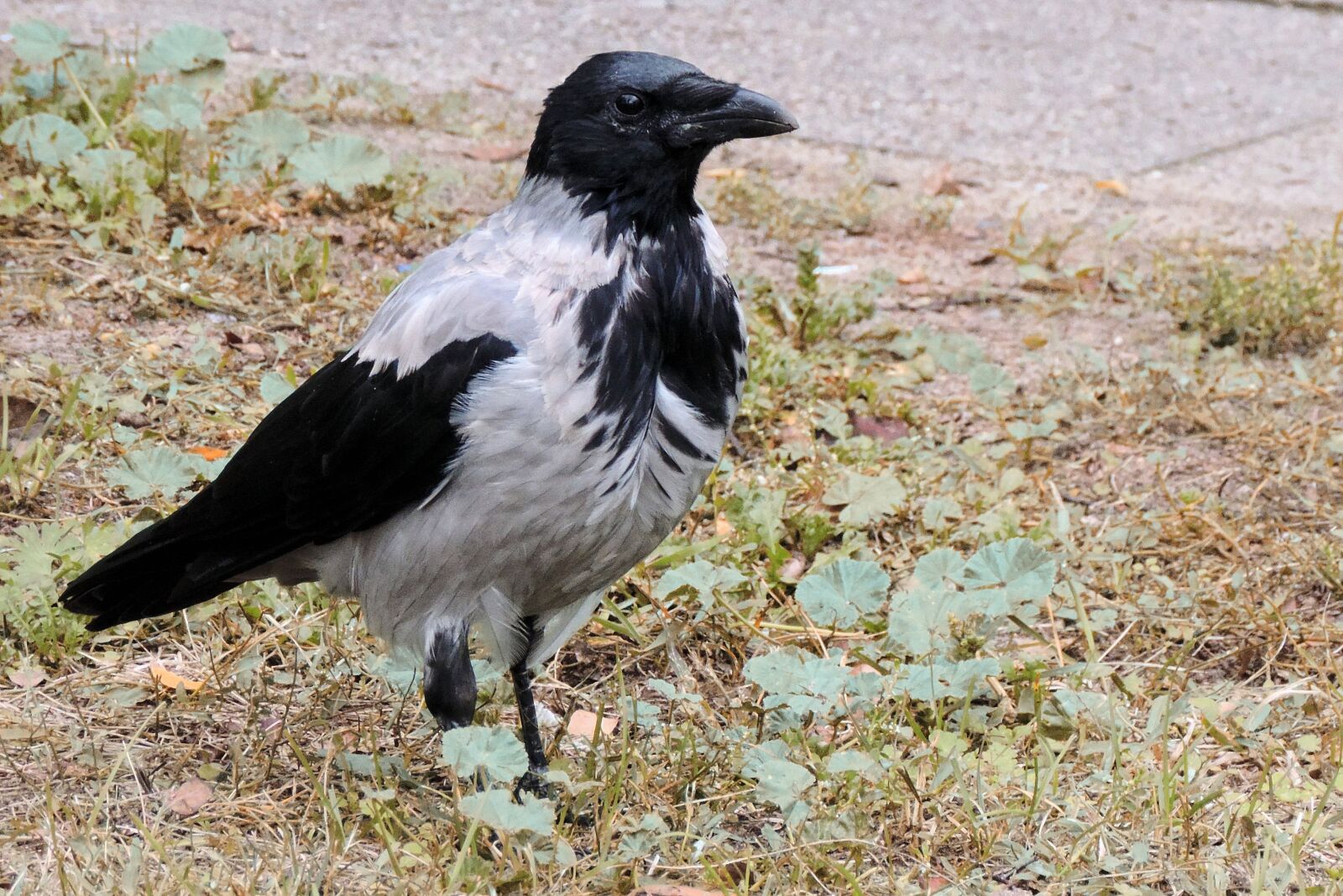 Nikon Coolpix P520 sample photo. Crow, bird, plumage photography