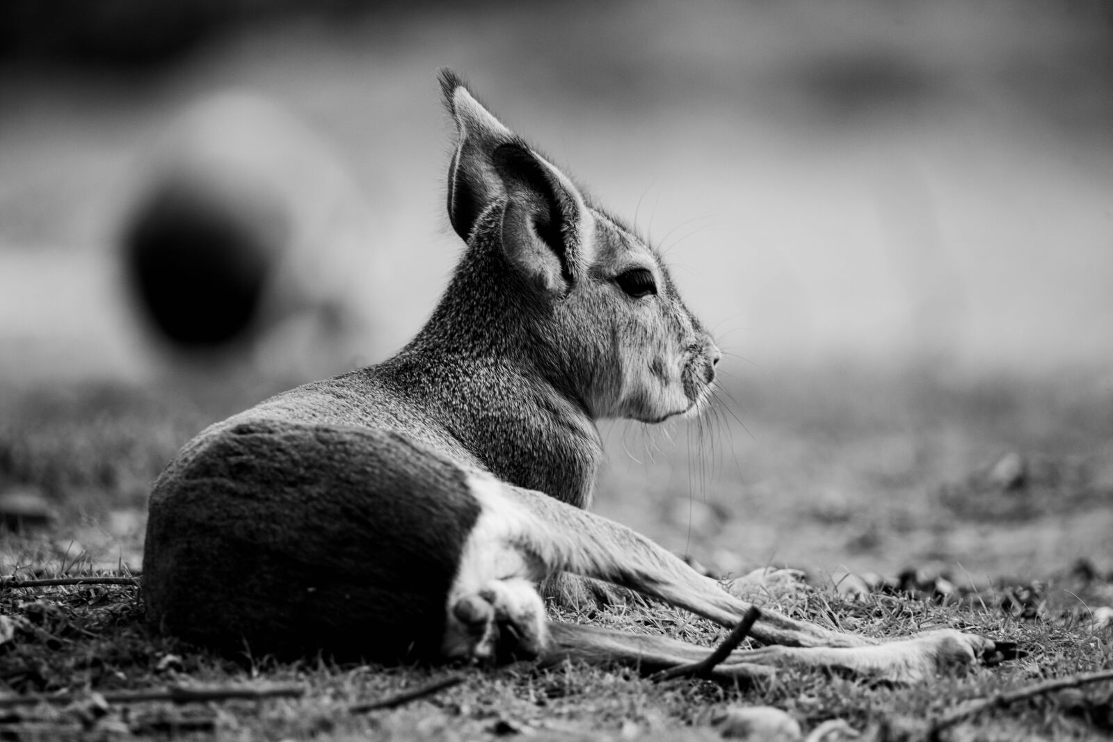 Nikon D850 sample photo. Kangaroo, australia, baby photography