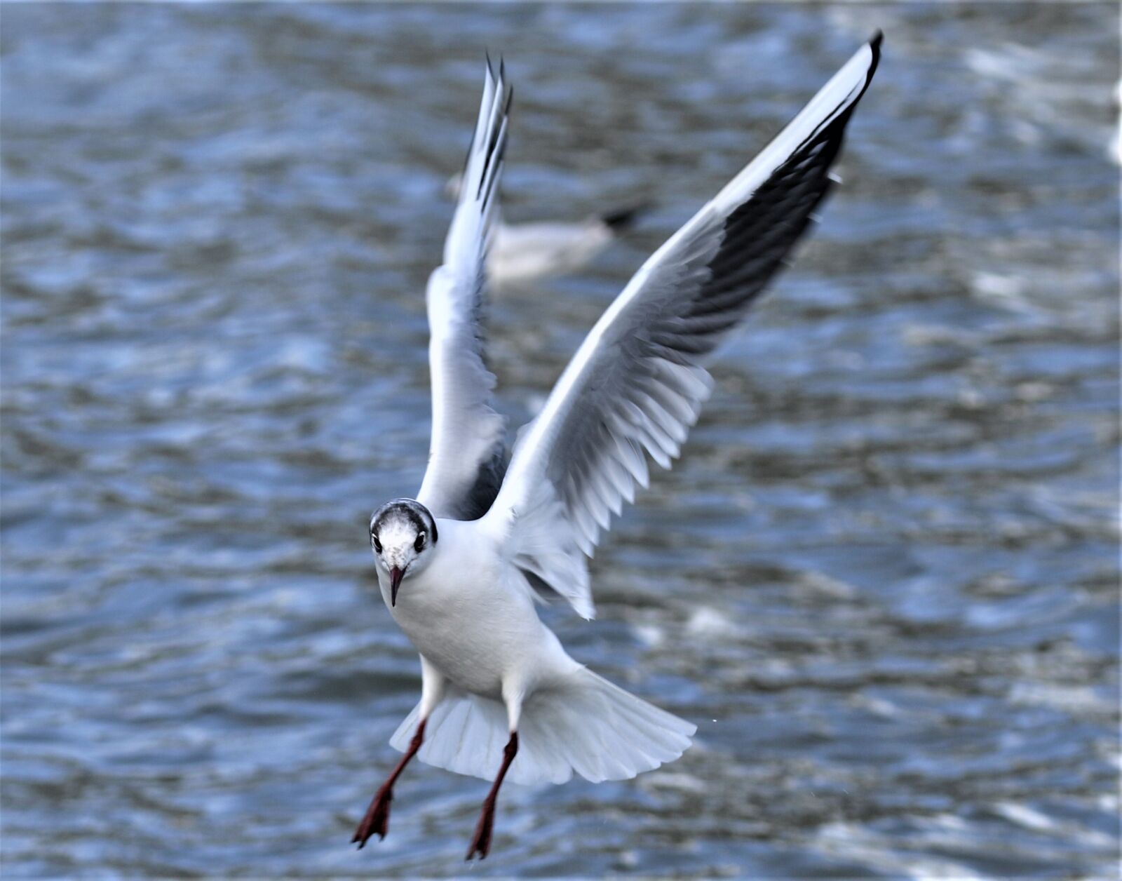 Canon EOS 7D Mark II sample photo. Bird, waterbird, wildlife photography
