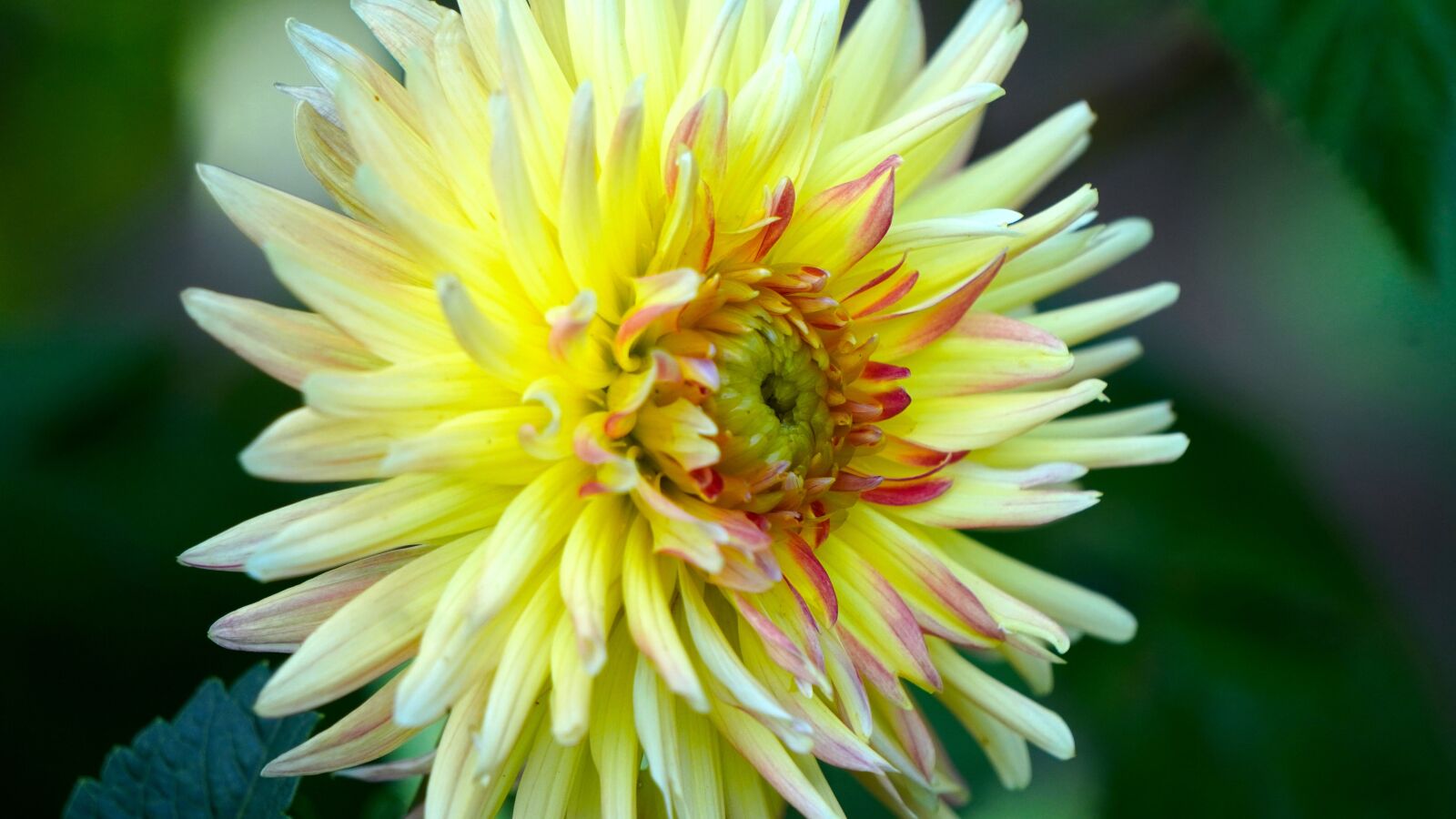 Sony E 55-210mm F4.5-6.3 OSS sample photo. Dahlia, blossom, bloom photography