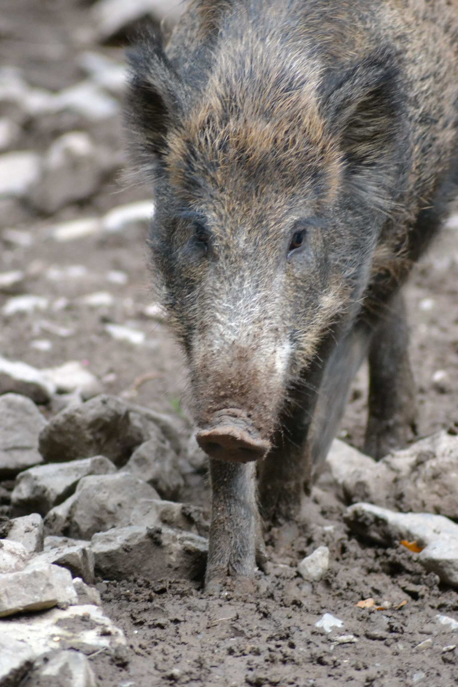 Nikon D3100 sample photo. Animal, park, close, up photography