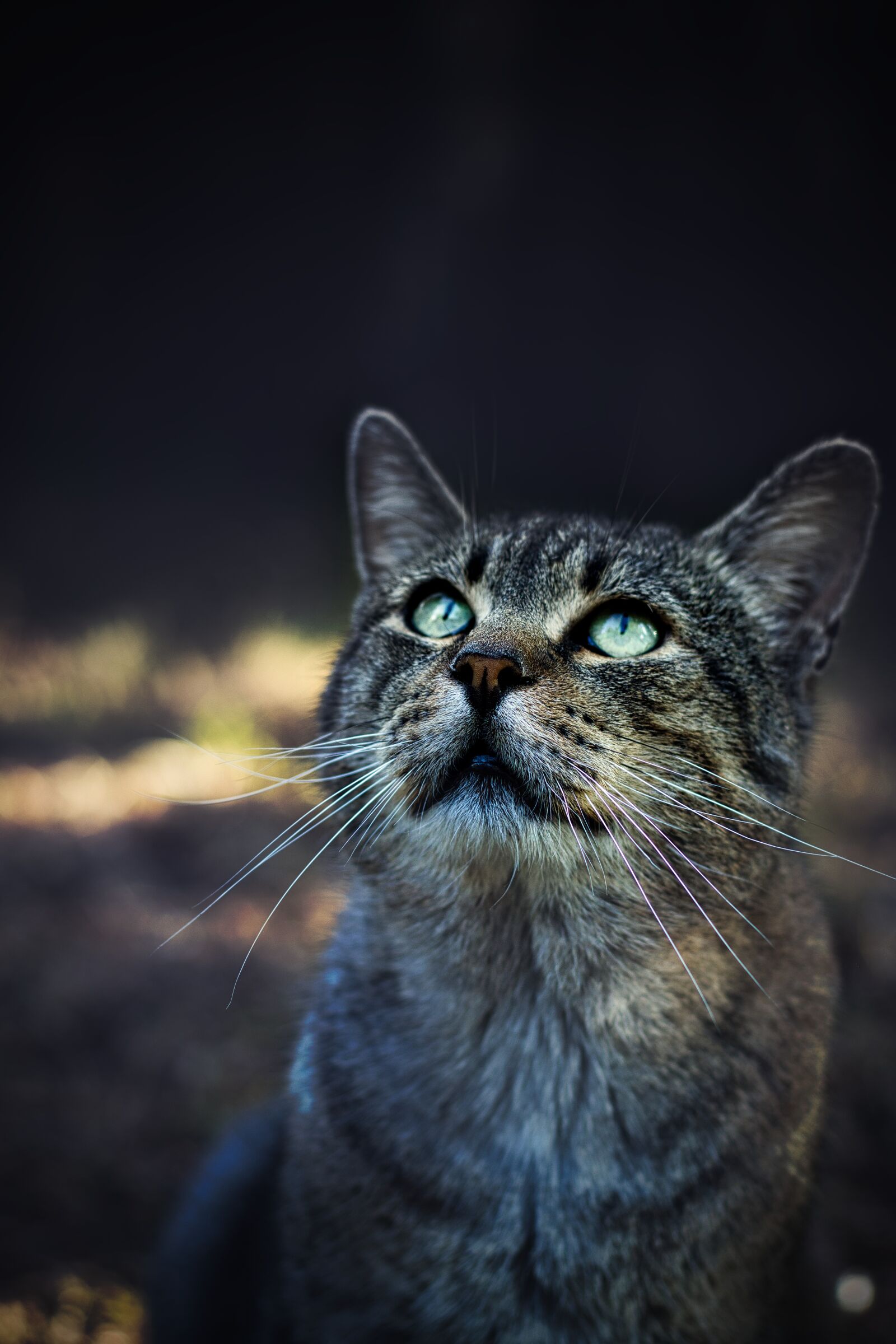 Canon EF 50mm F1.8 STM sample photo. Cat, pet, animal photography