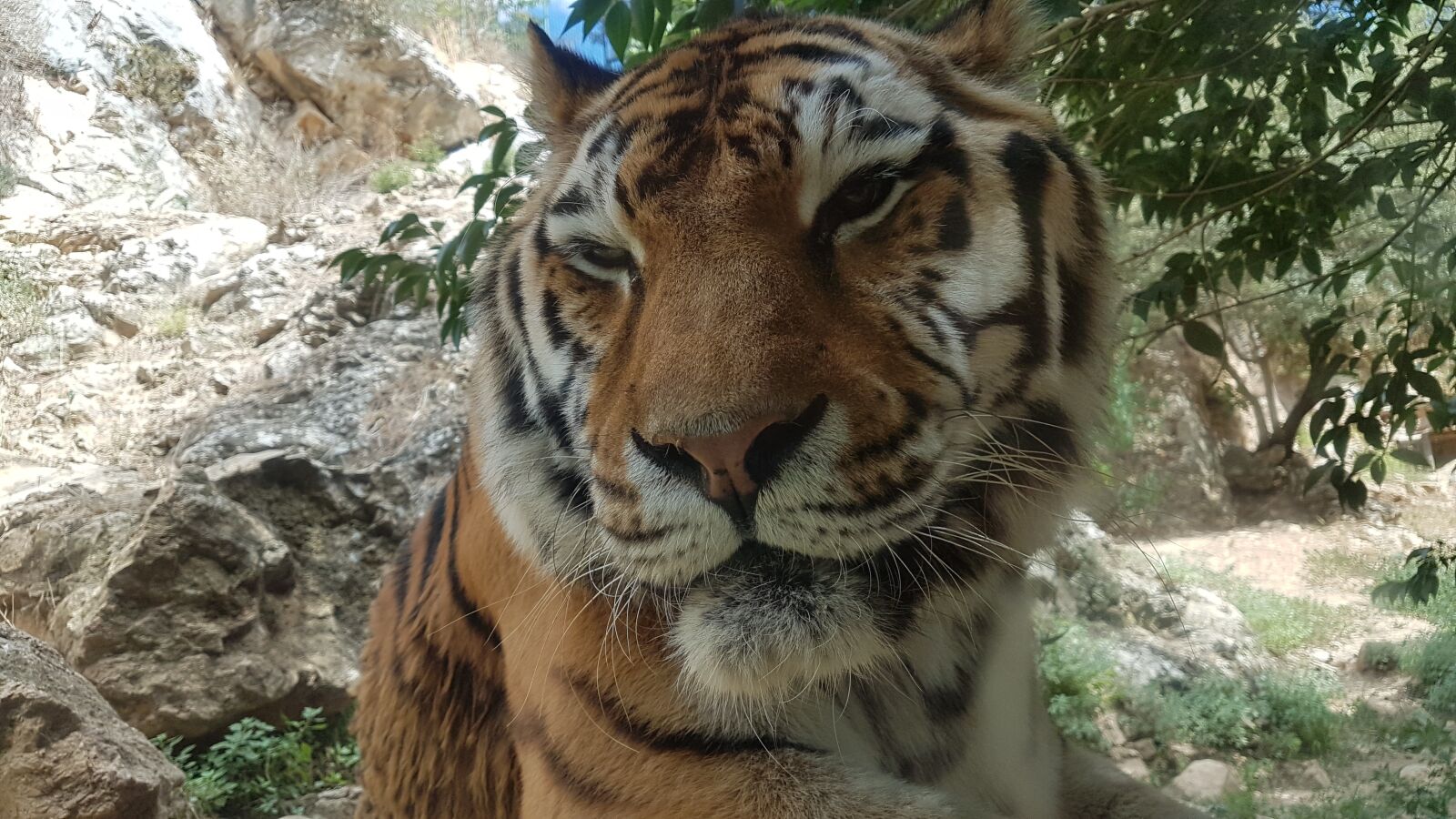 Samsung Galaxy S7 Edge sample photo. Tiger, wild animals, wild photography