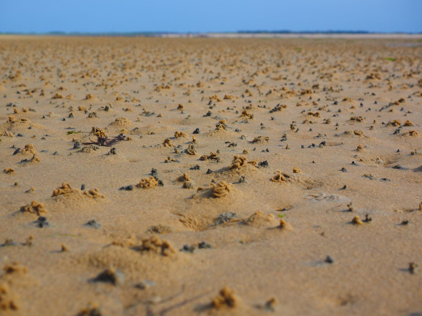 Olympus OM-D E-M1 + Olympus M.Zuiko Digital ED 12-40mm F2.8 Pro sample photo. Watts, wadden sea, sand photography