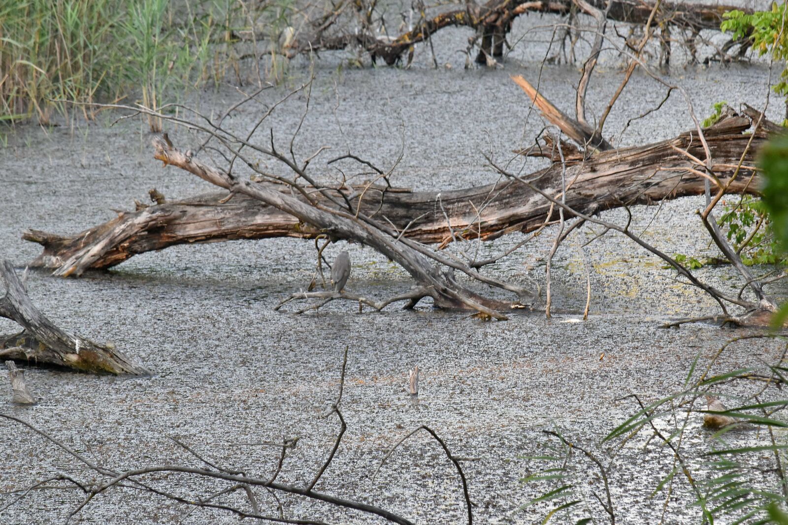 Nikon D5500 sample photo. Driftwood, natural habitat, swamp photography