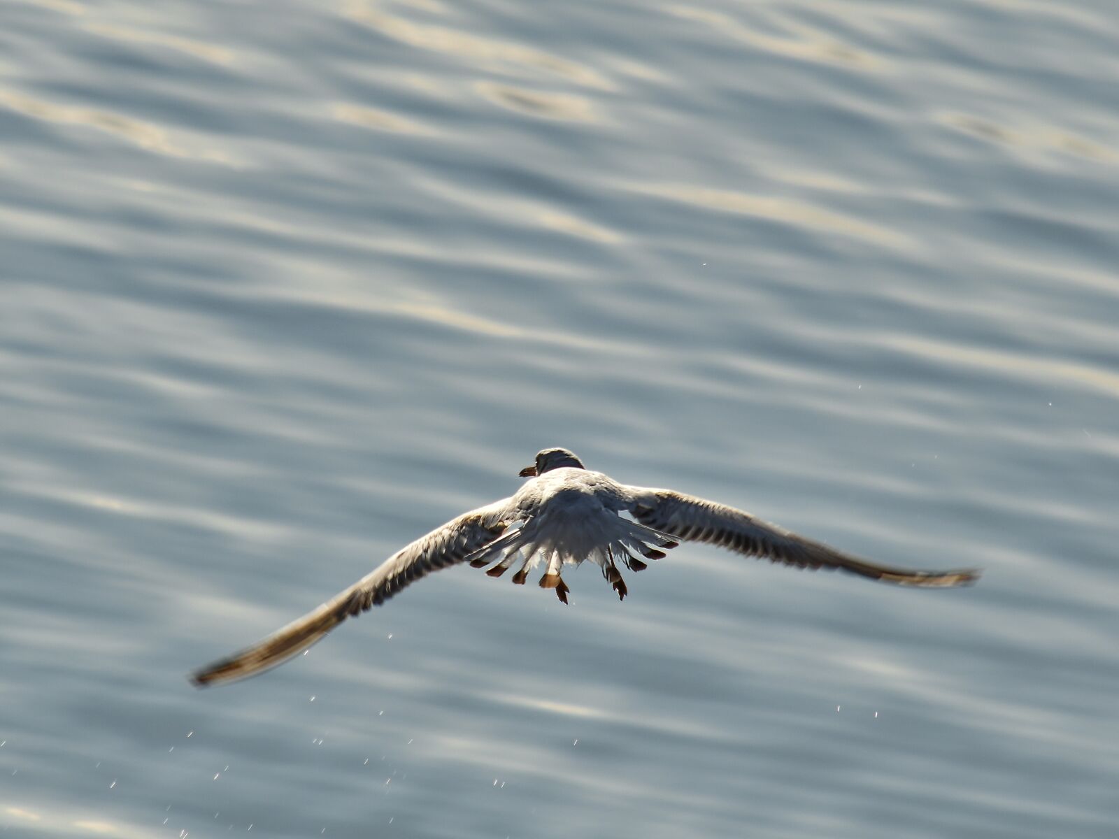 Nikon D5500 sample photo. Fast, flight, movement, wings photography