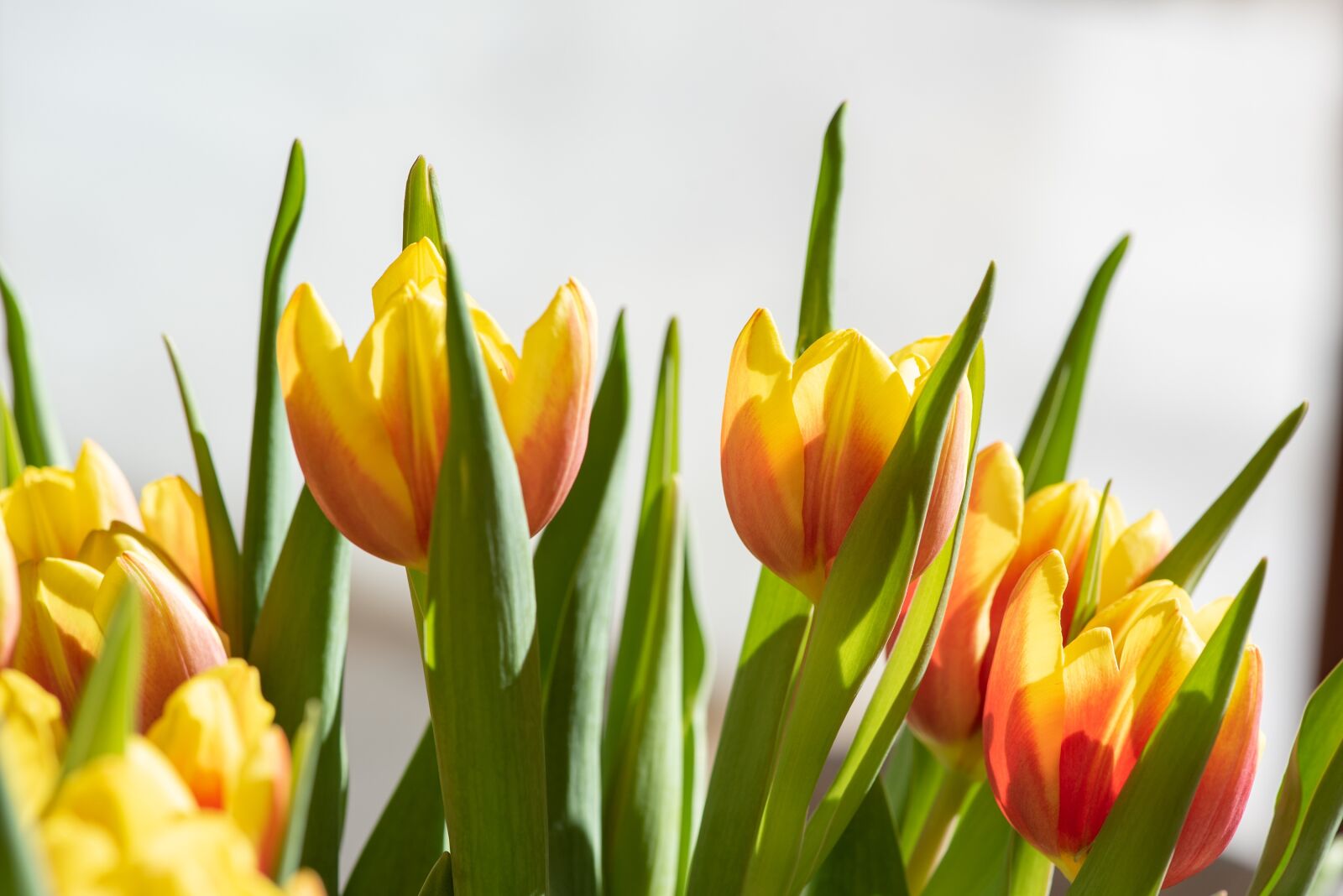 Nikon D750 sample photo. Tulips, flowers, yellow photography