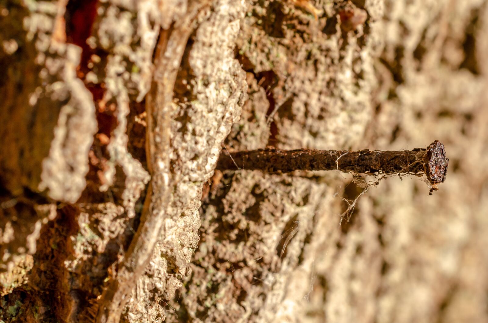 Nikon D7000 sample photo. Nail, rust, rusty photography