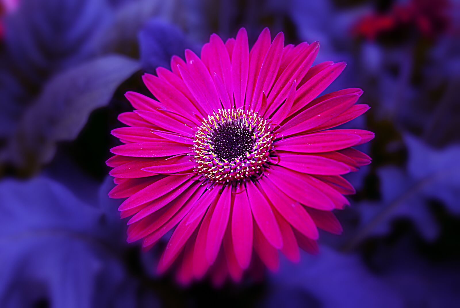Nikon D60 sample photo. Flower, nature, romantic photography