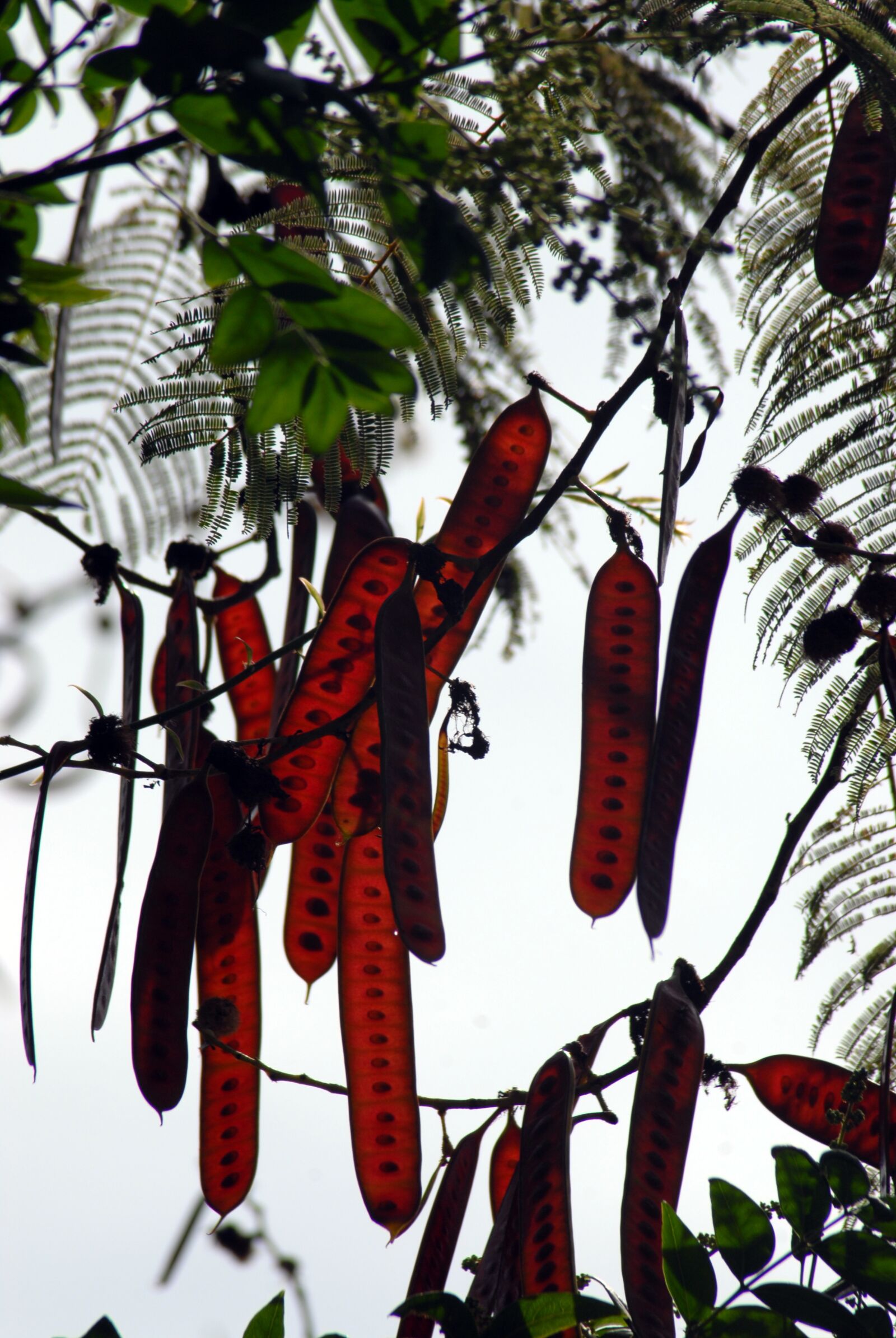 Nikon D200 sample photo. Guajes, tree, branch photography