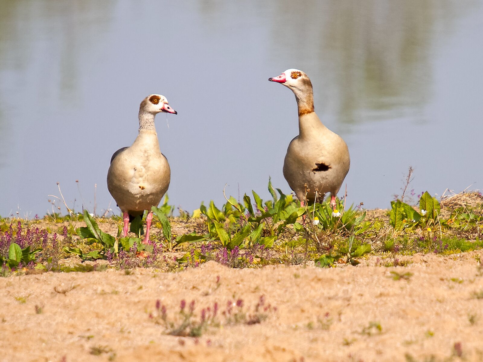 Olympus E-3 sample photo. Nilgans, goose, bird photography