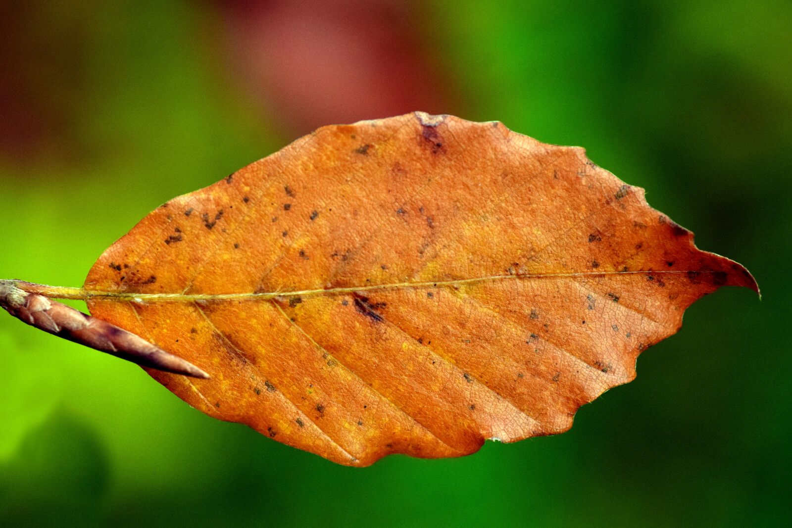 Nikon D3300 sample photo. Leaf, beech, beech leaf photography