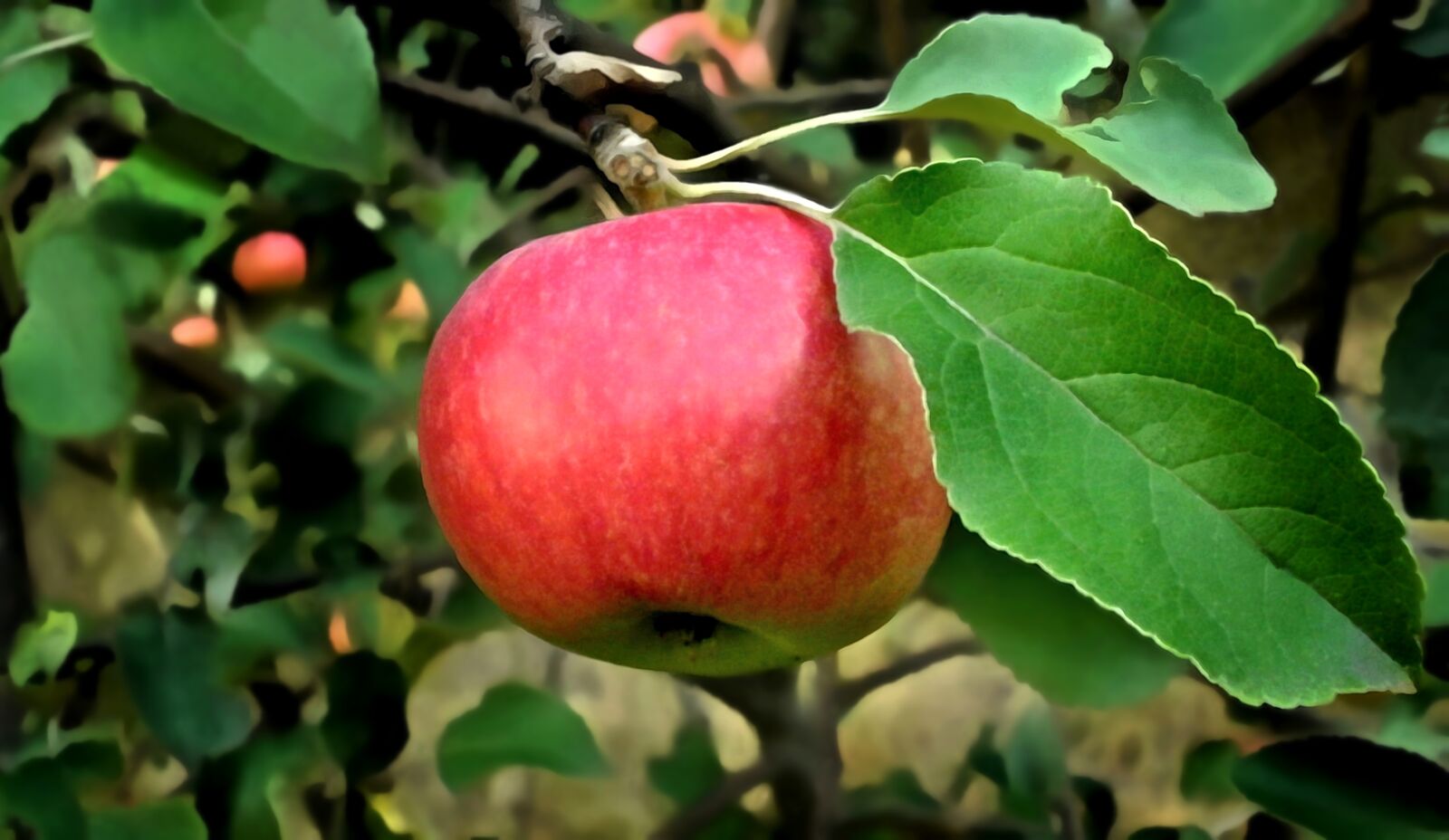Olympus FE46,X41,X42 sample photo. Apple, tree, fruit photography