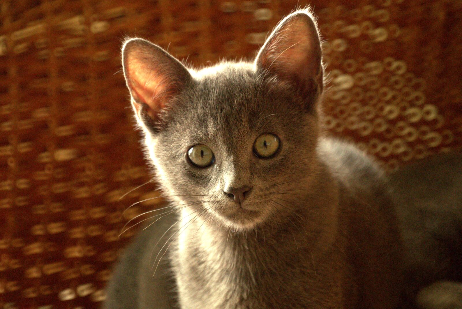 Sony SLT-A58 sample photo. Animal, cat, feline photography