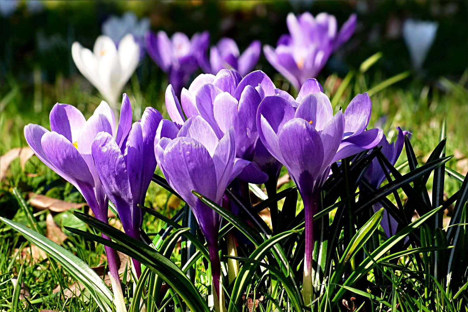 Panasonic Lumix DMC-FZ200 sample photo. Flower, crocus, violet photography