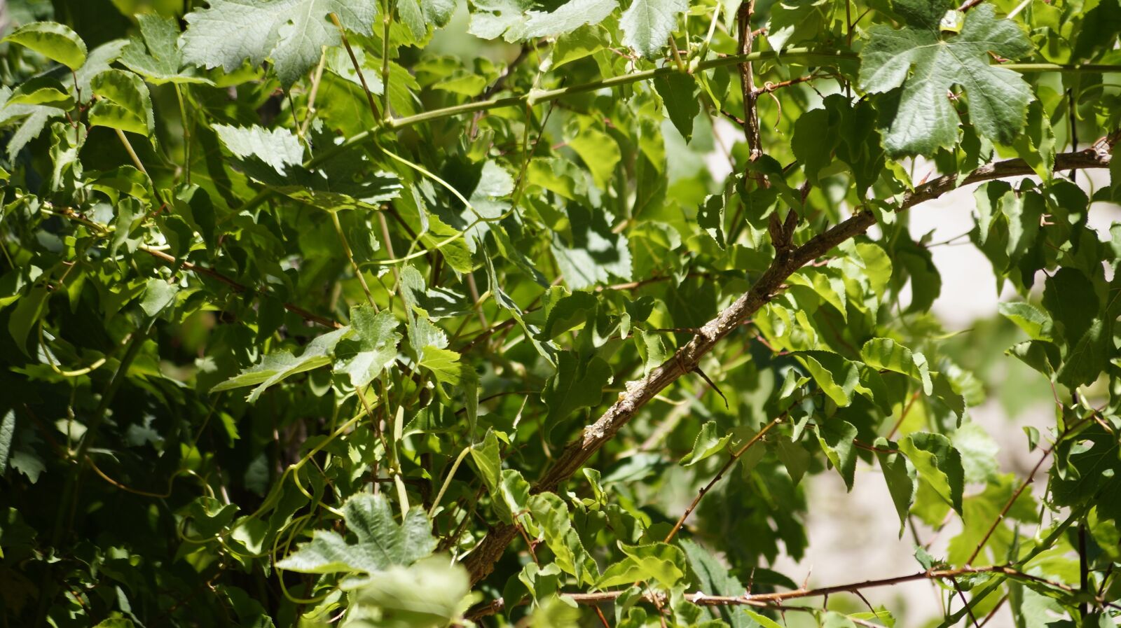 Sony SLT-A37 sample photo. Green, nature, leaves photography