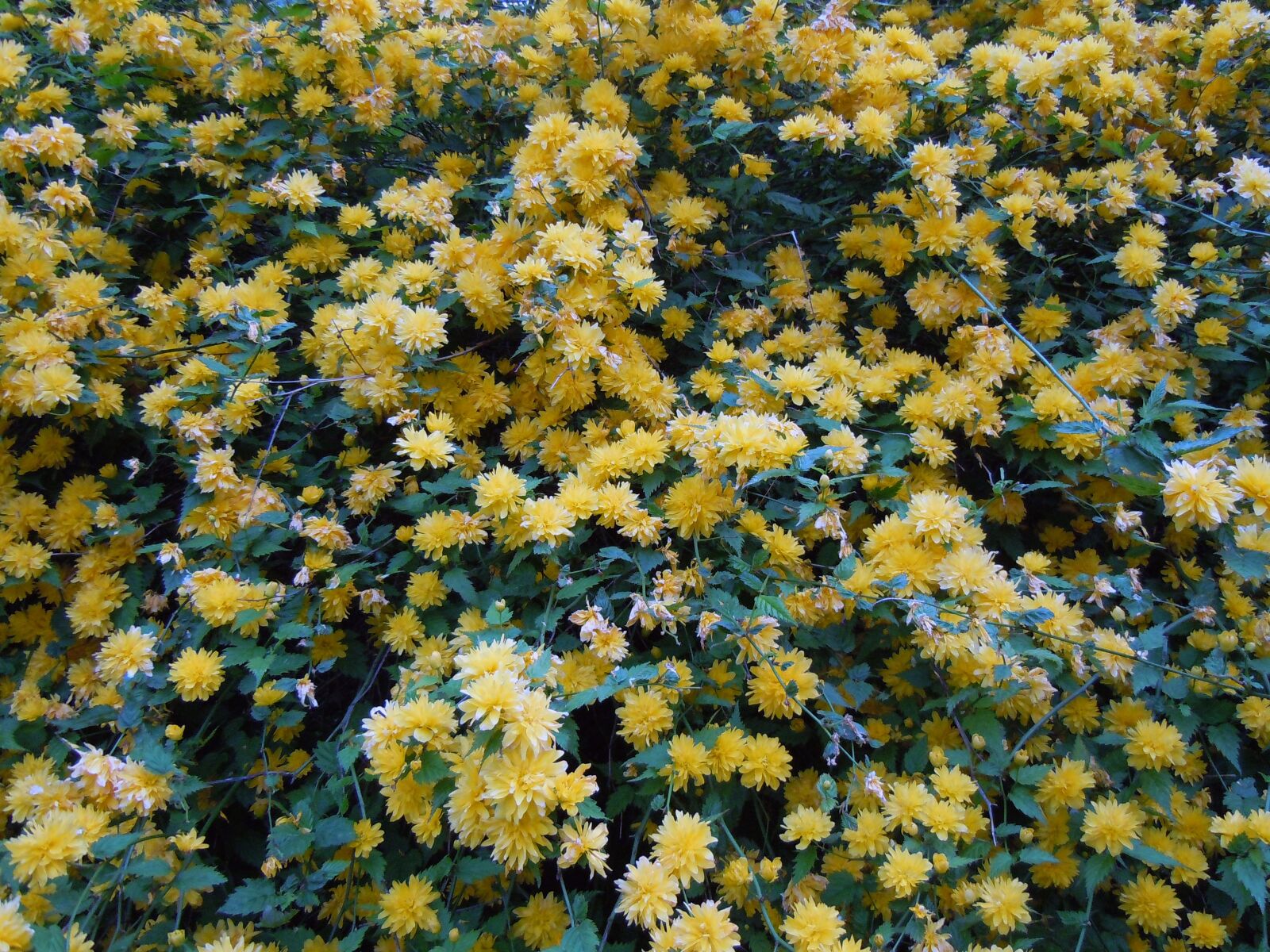Nikon Coolpix S8000 sample photo. "Bl tenmeer, ranunkel shrub" photography