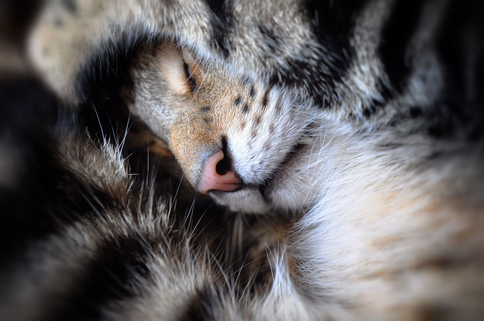 Nikon D90 sample photo. Cat, puss, feline photography