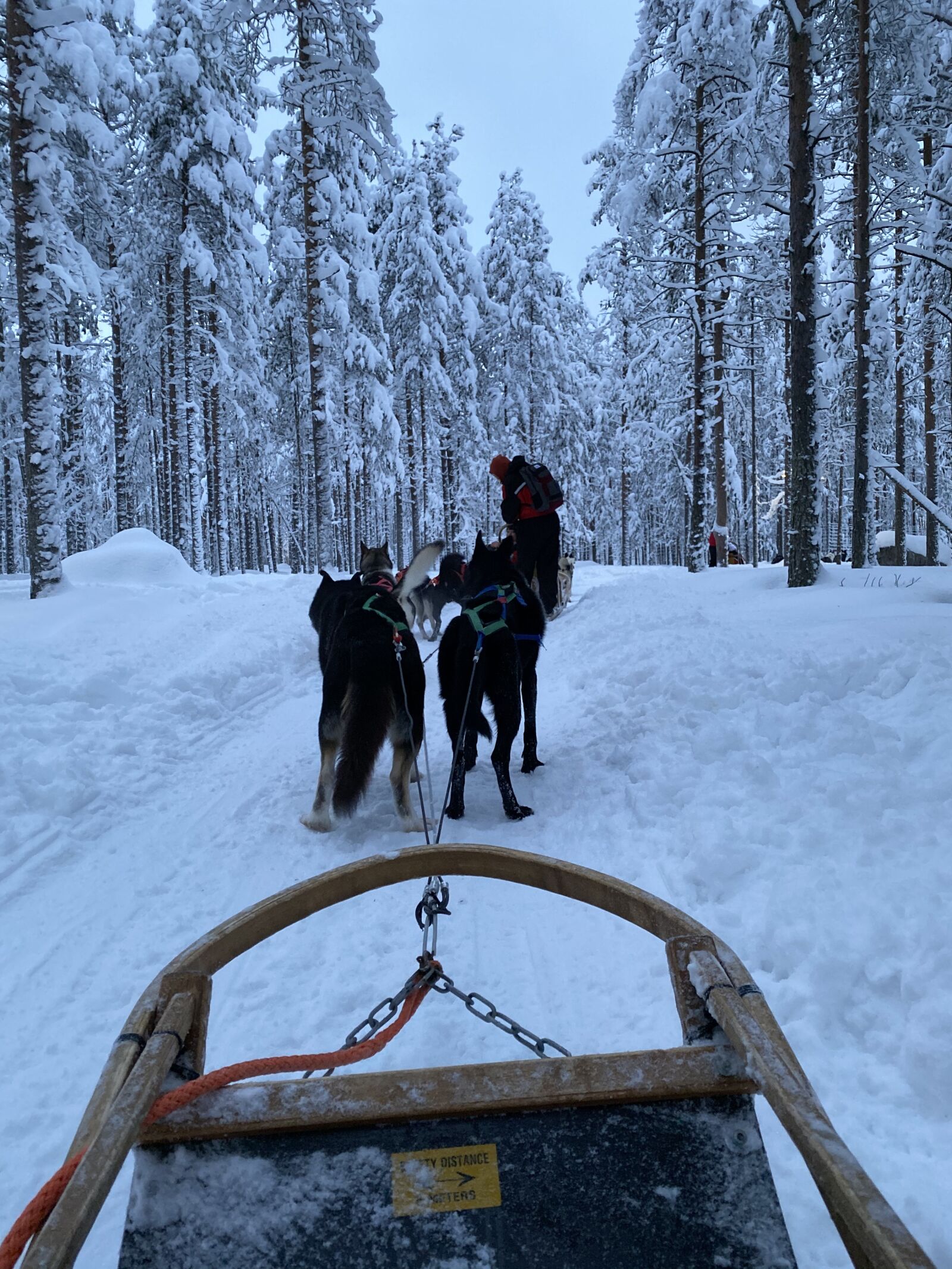 Apple iPhone 11 Pro sample photo. Rovaniemi, finland, husky rides photography